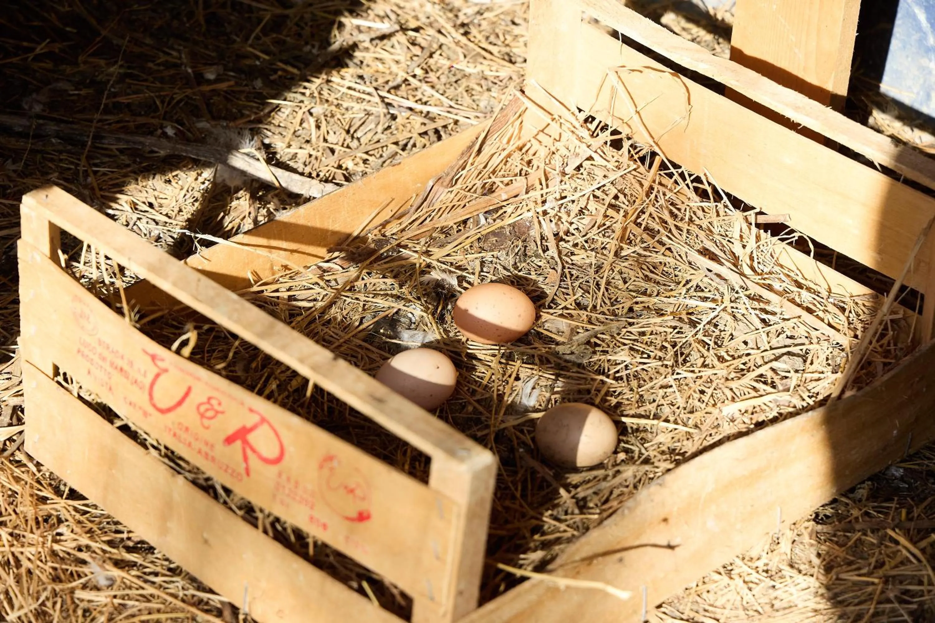 Garden in Hotel Villa Elena