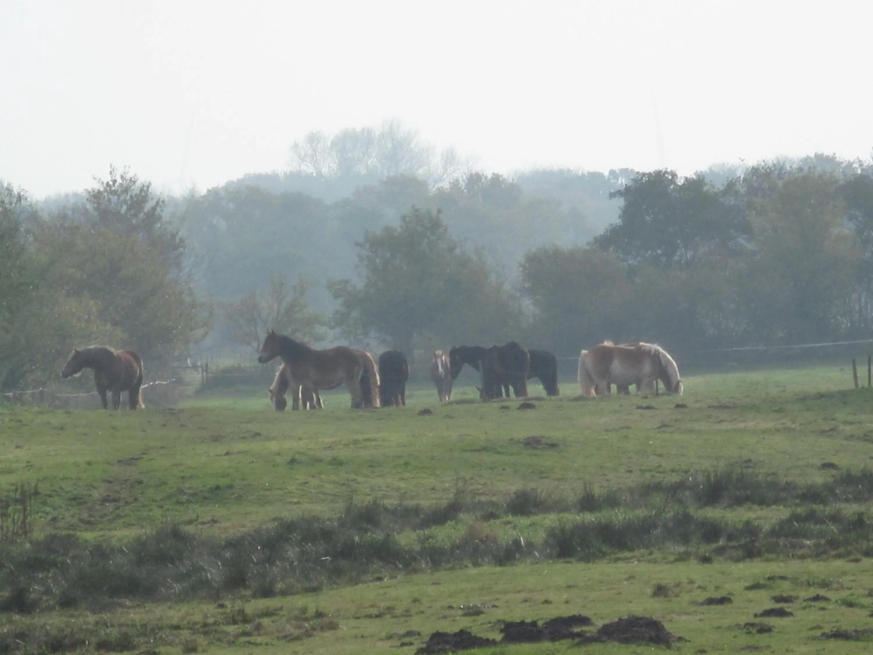 Animals in Hotel-Café "Schauinsland"