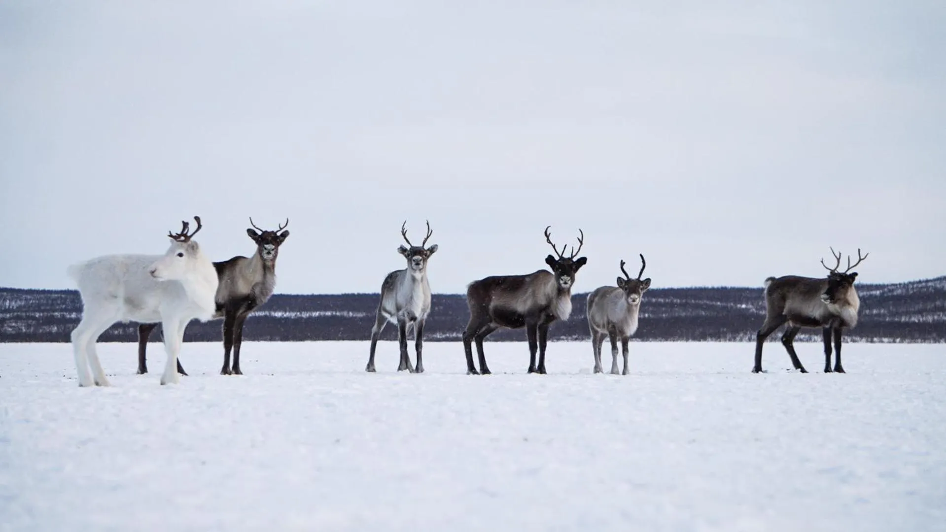Neighbourhood in Arctic Land Adventure Glass Igloos