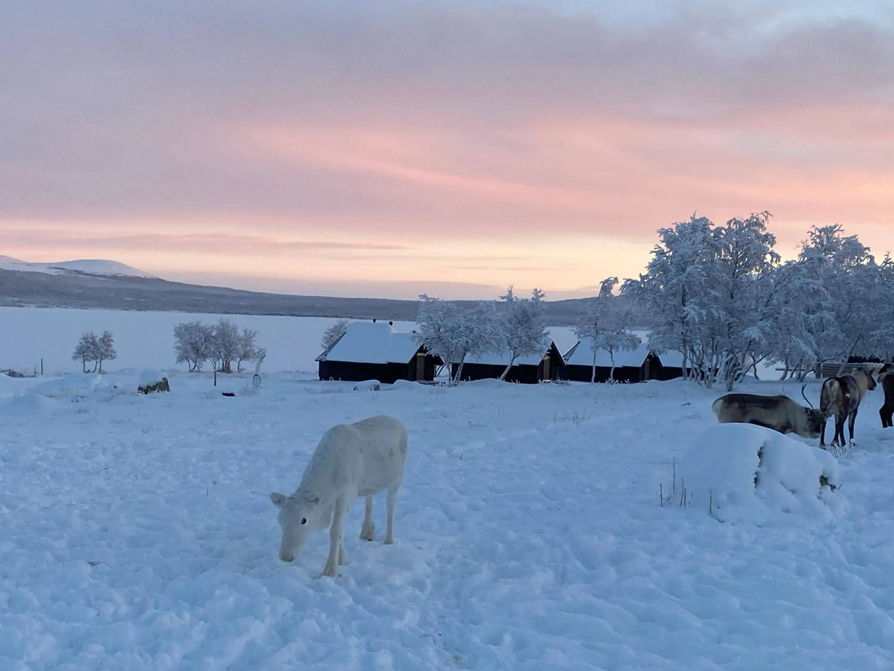Property building in Arctic Land Adventure Glass Igloos