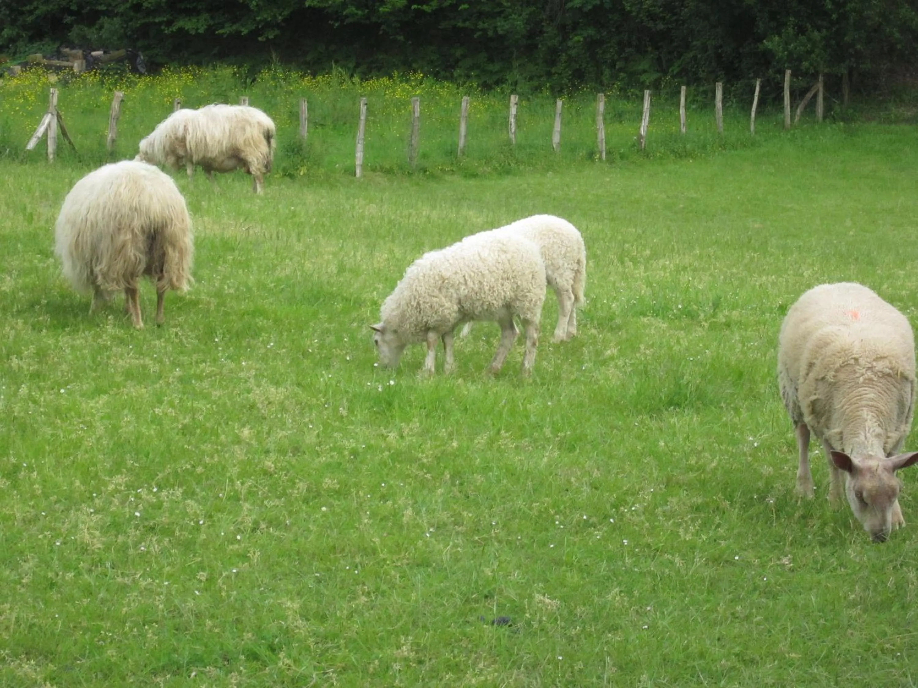 Natural landscape in Logis Hotel Ur-Hegian