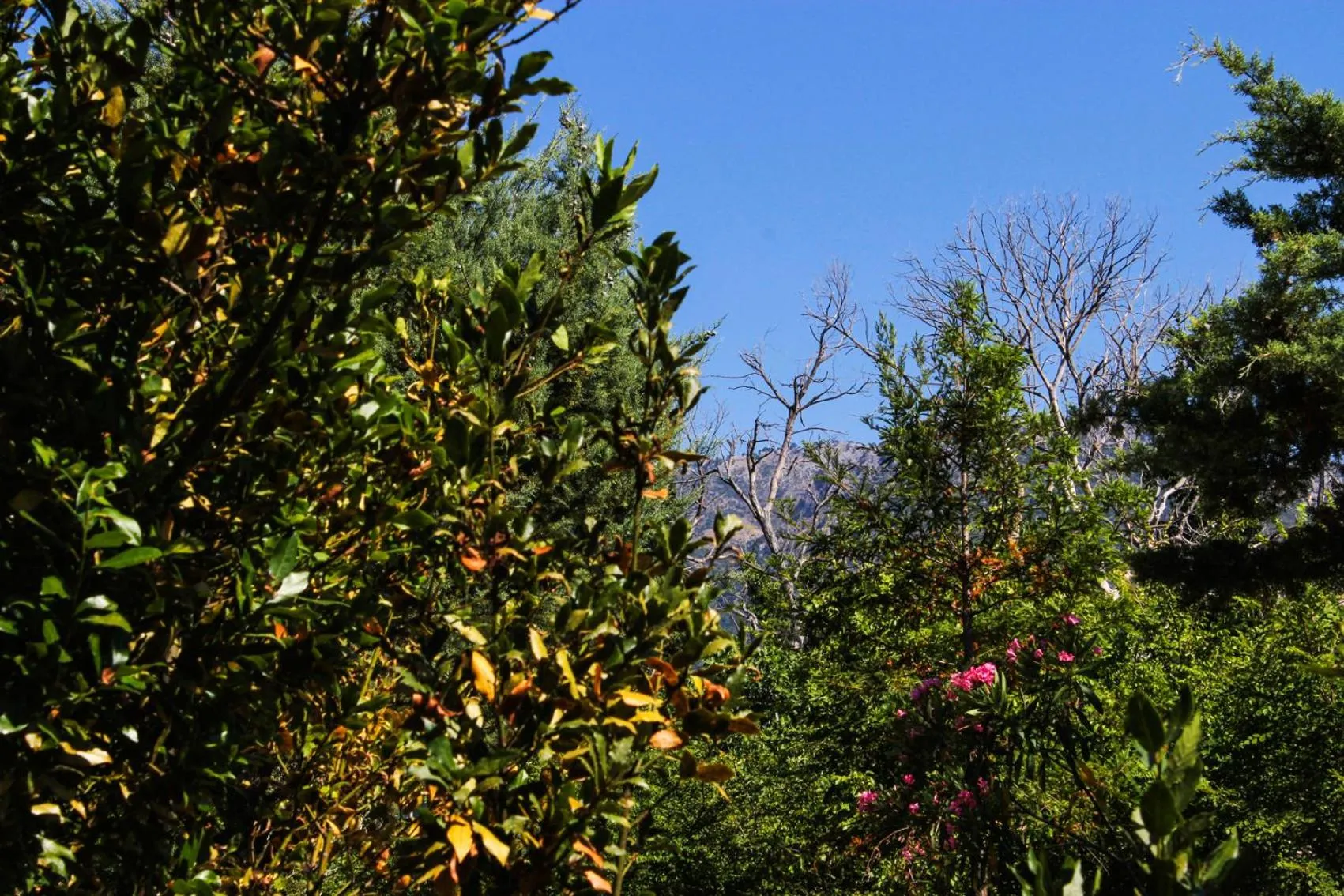 Garden view in Nireas Resort Corfu