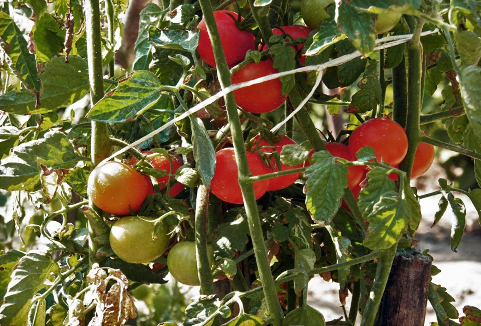 Garden in Nireas Resort Corfu