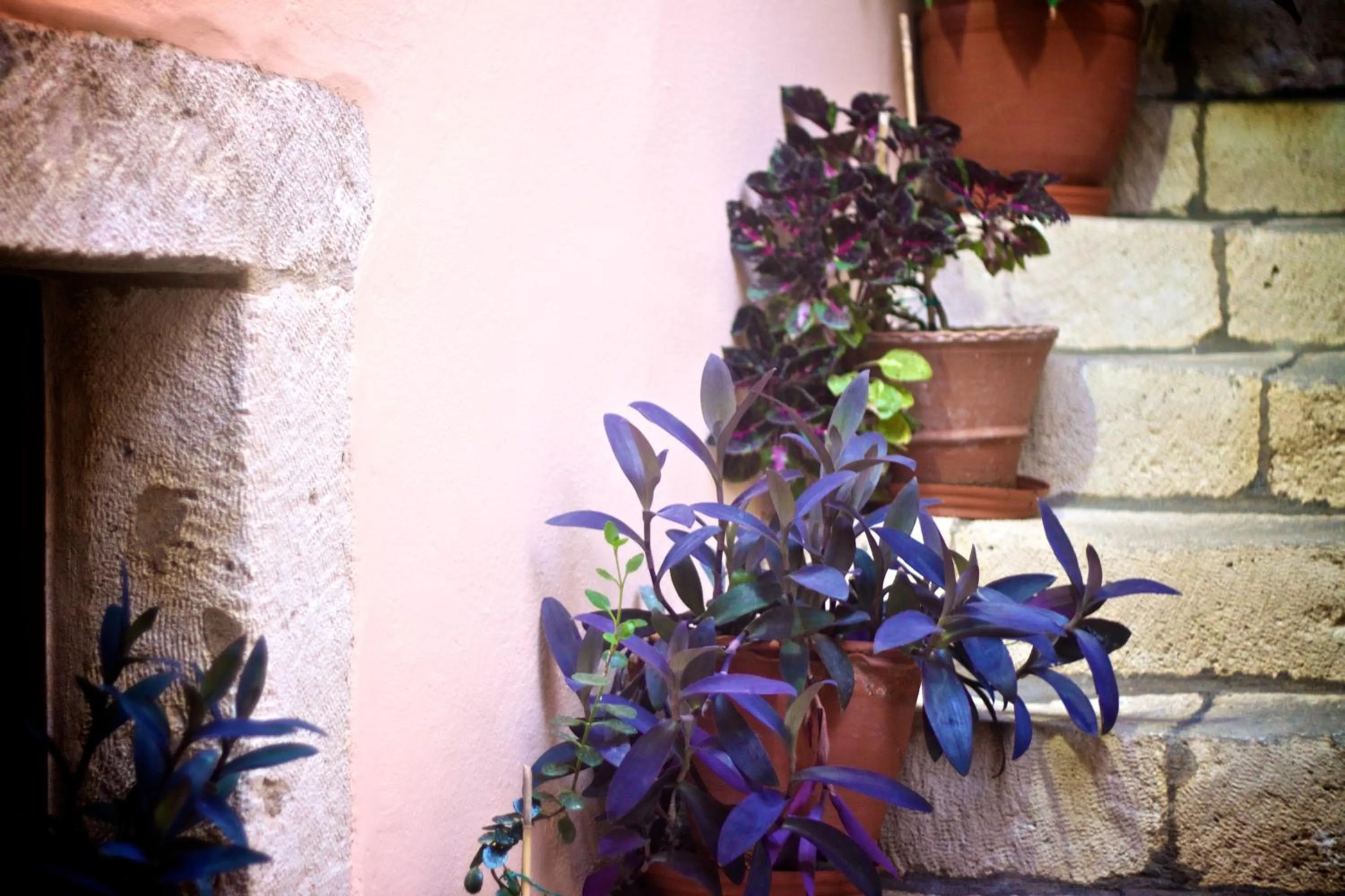 Area and facilities in Casa Dei Delfini