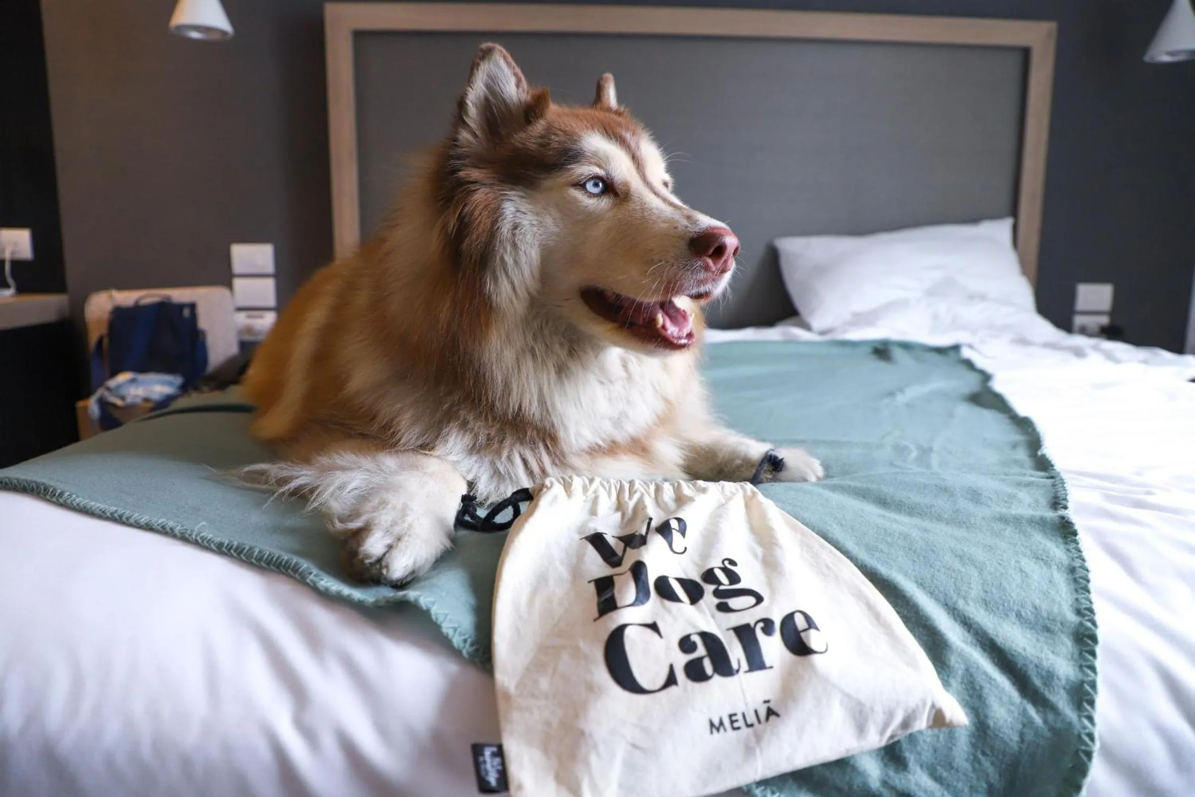 Pets in INNSiDE by Meliá Lima Miraflores