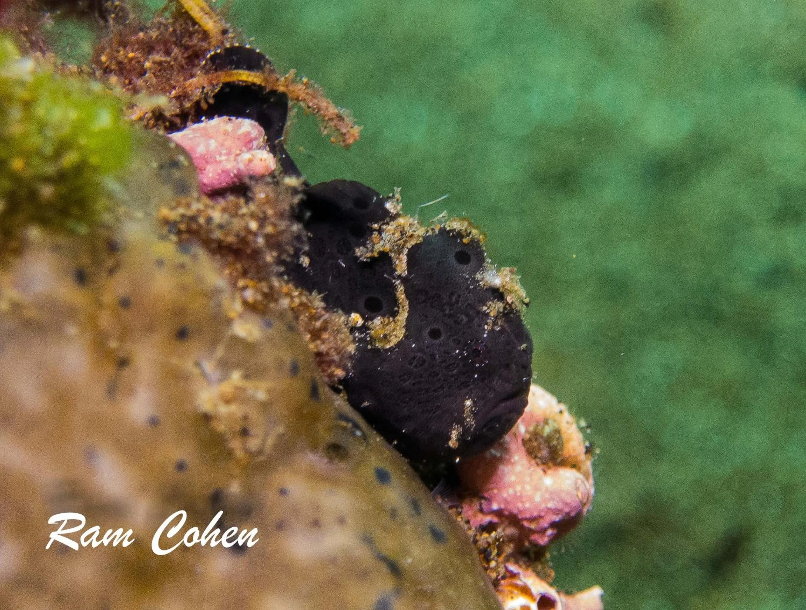 Diving in Lavanya Beach And Dive Resort