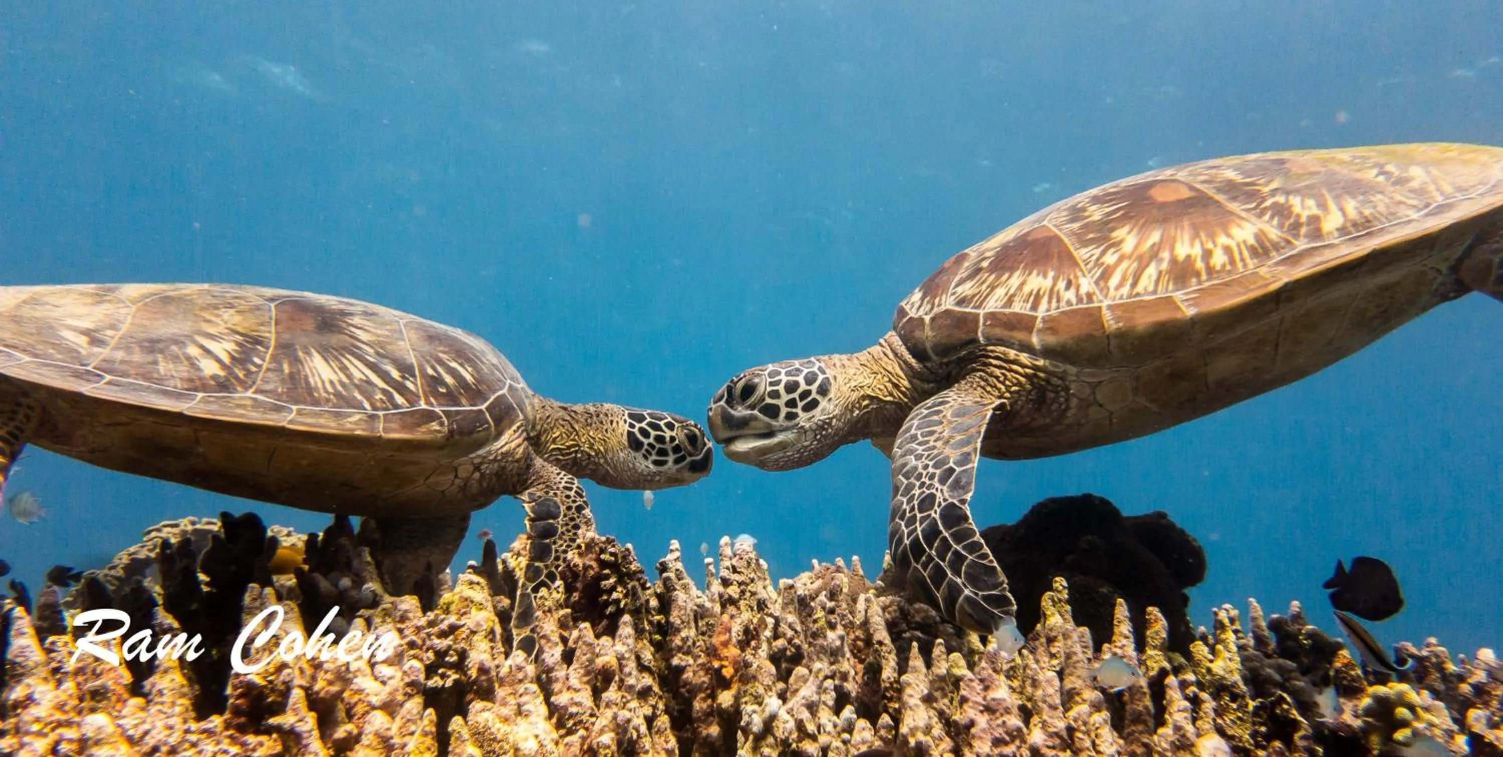 Diving in Lavanya Beach And Dive Resort