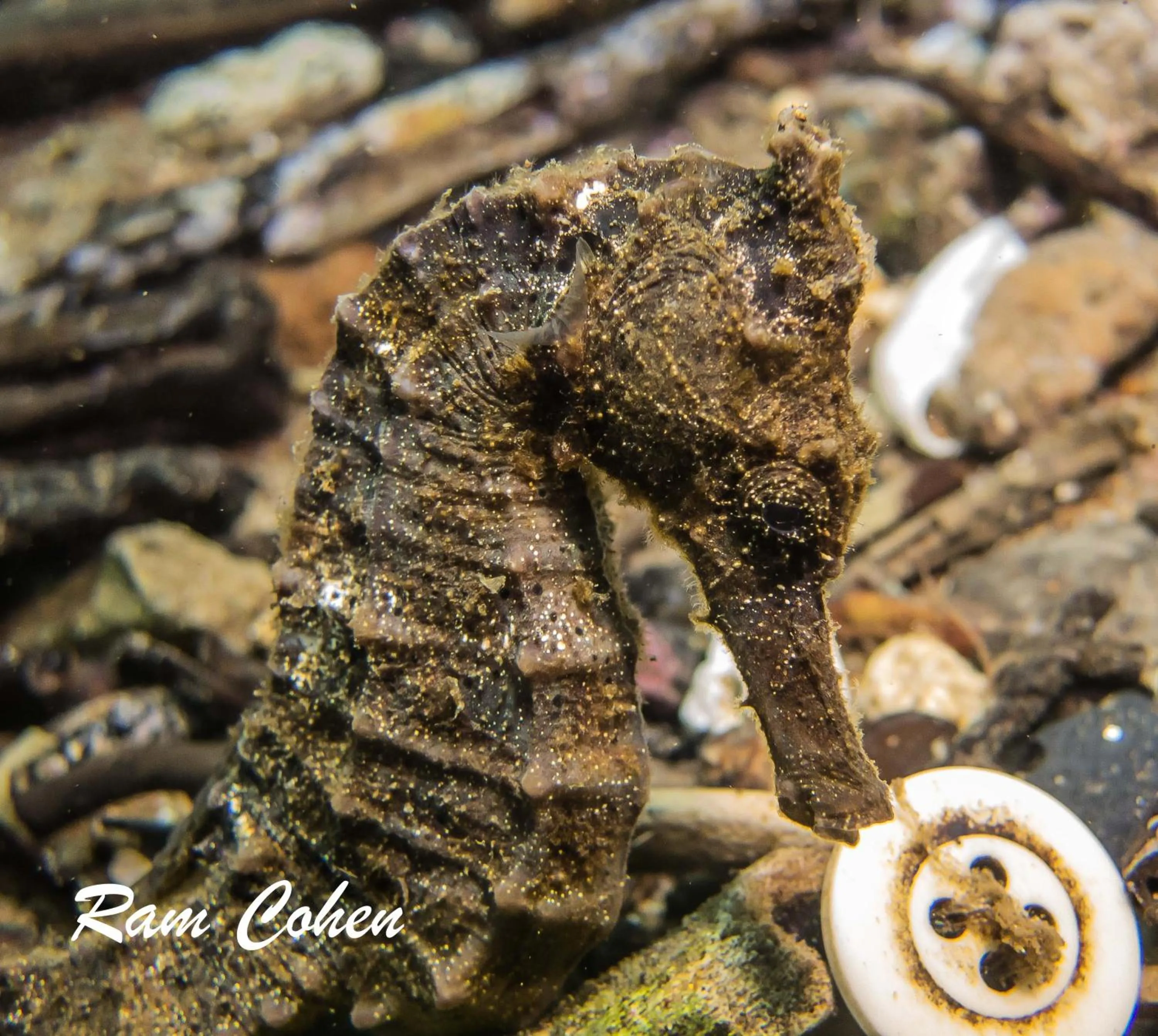 Diving in Lavanya Beach And Dive Resort