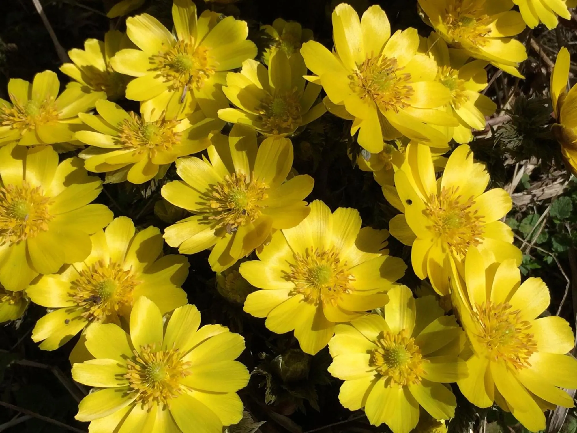 Spring in Hida Takayama Hotel Viera Resort (Adult Only)