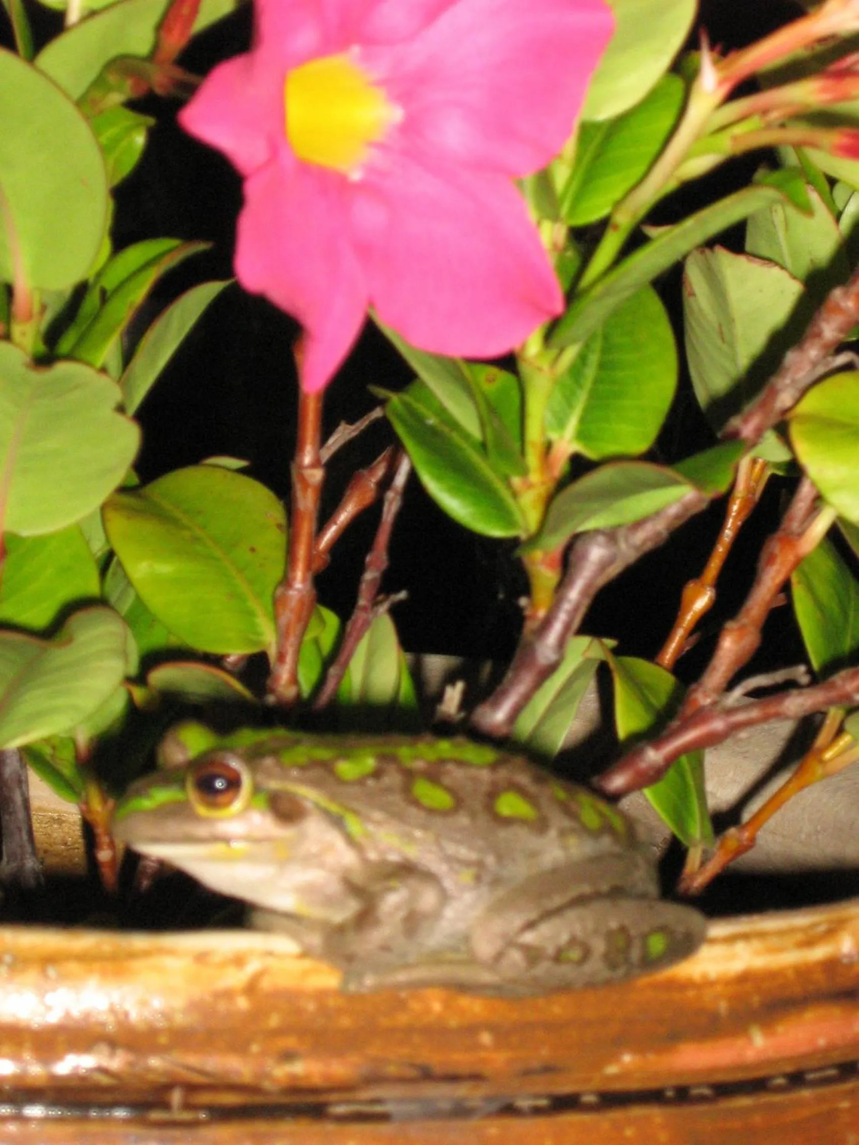 Animals in Windrose B&B