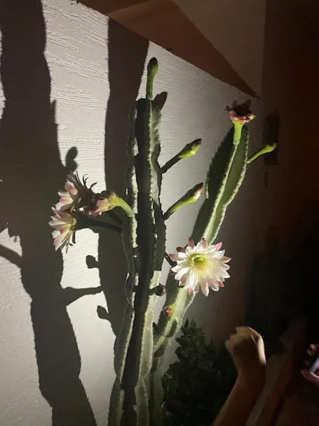 Property building in Villa Mattia