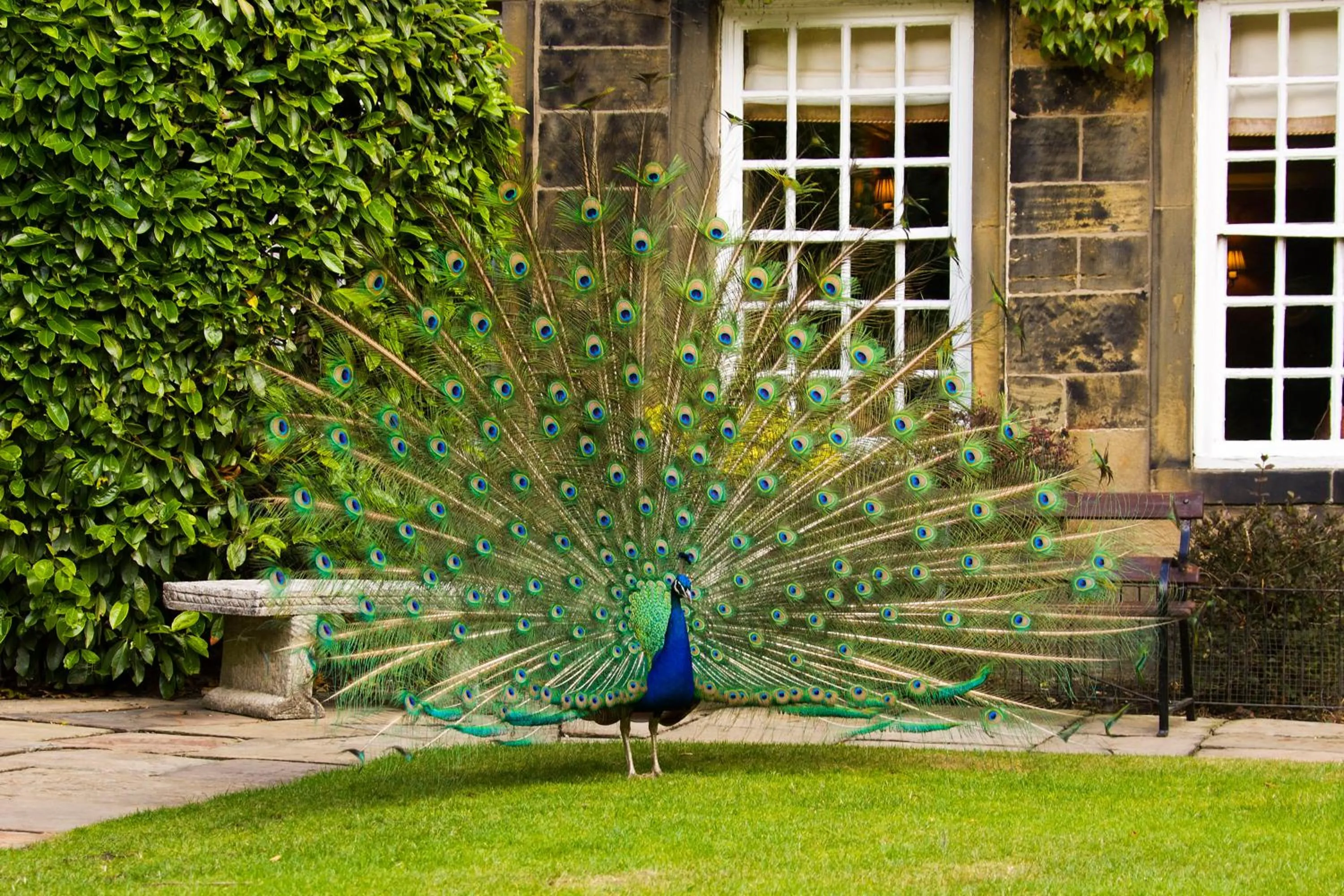 Garden in Whitley Hall Hotel