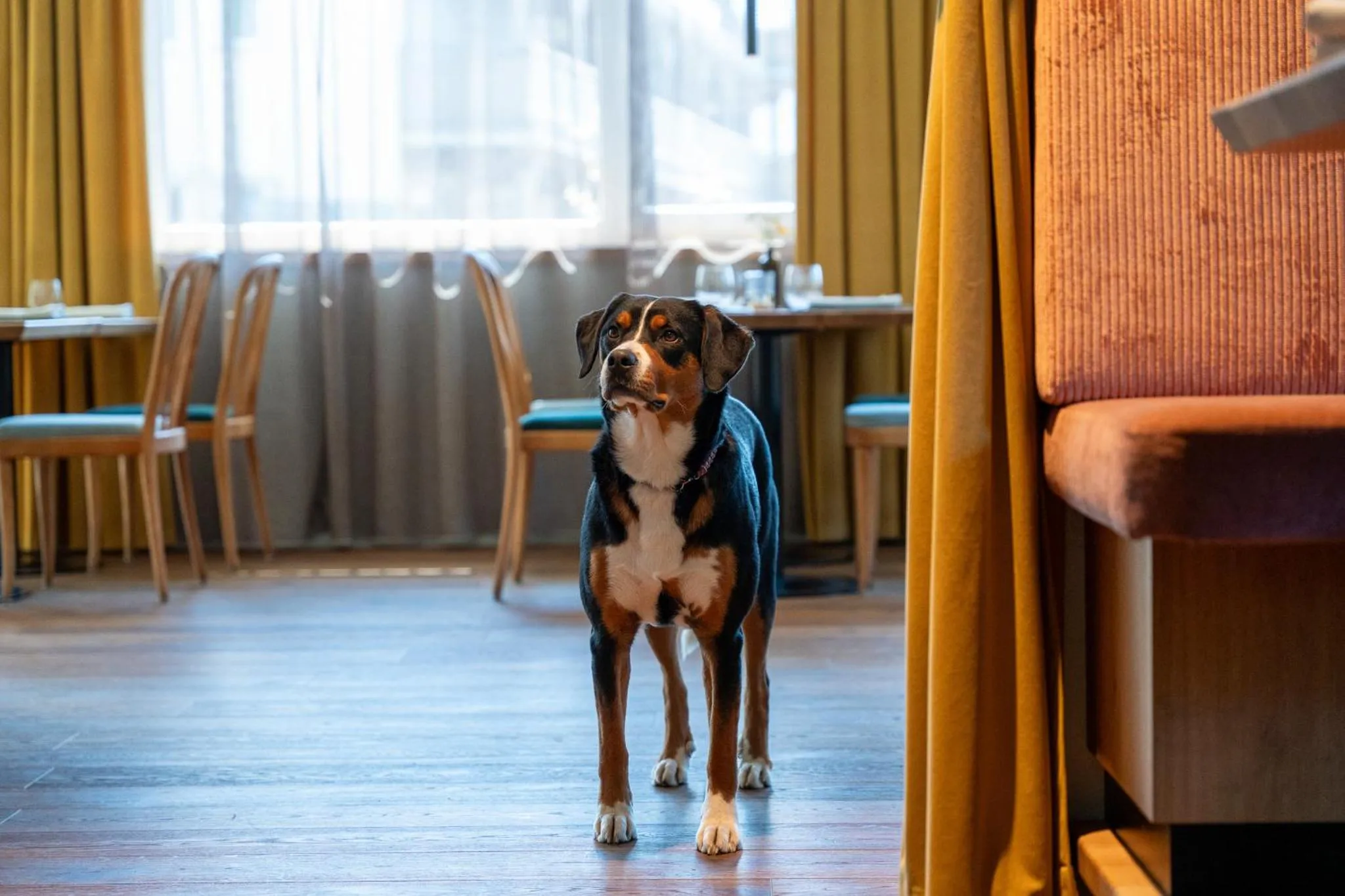 Pets in Boutiquehotel ZOMM in Seefeld