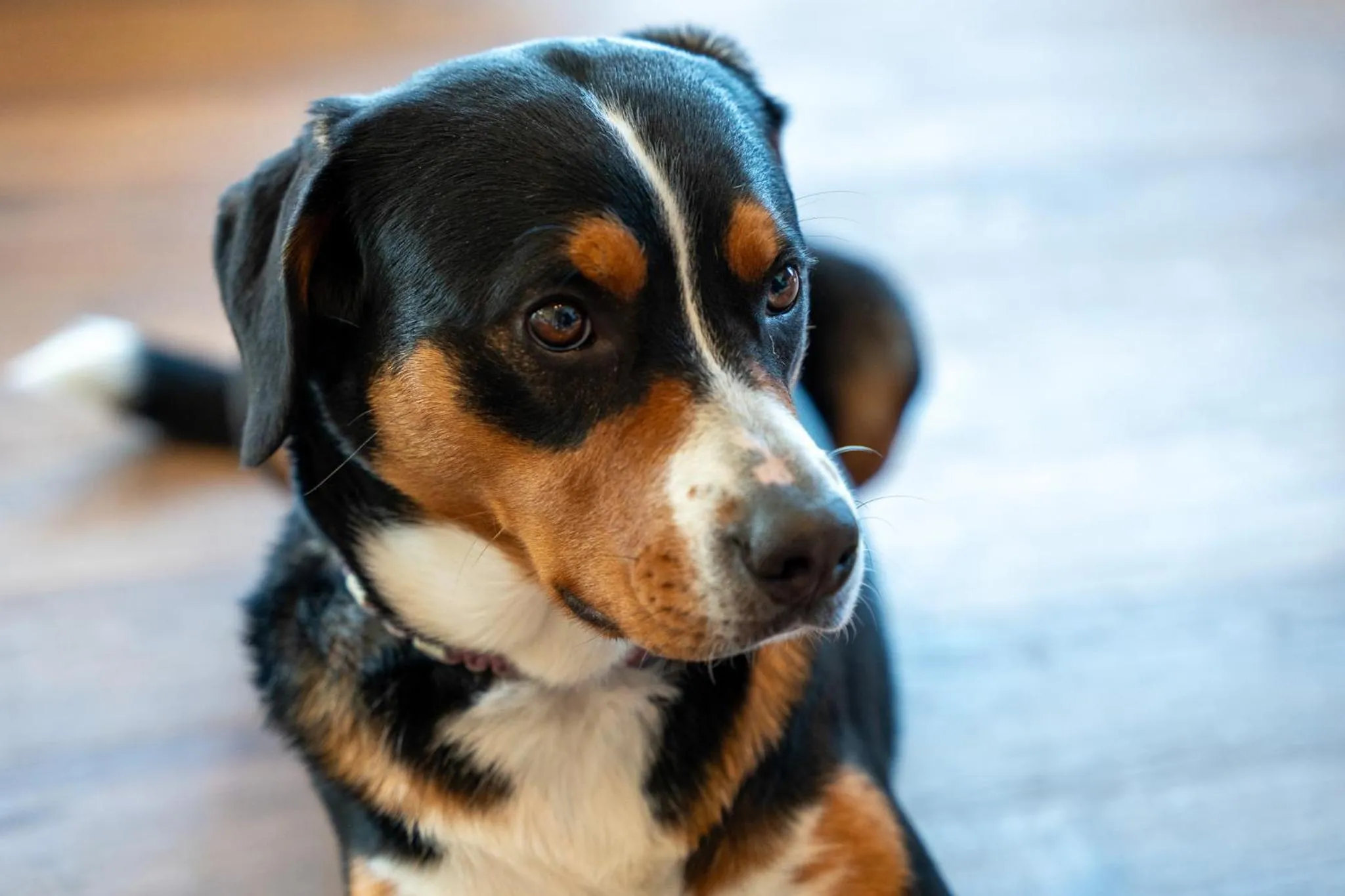 Pets in Boutiquehotel ZOMM in Seefeld