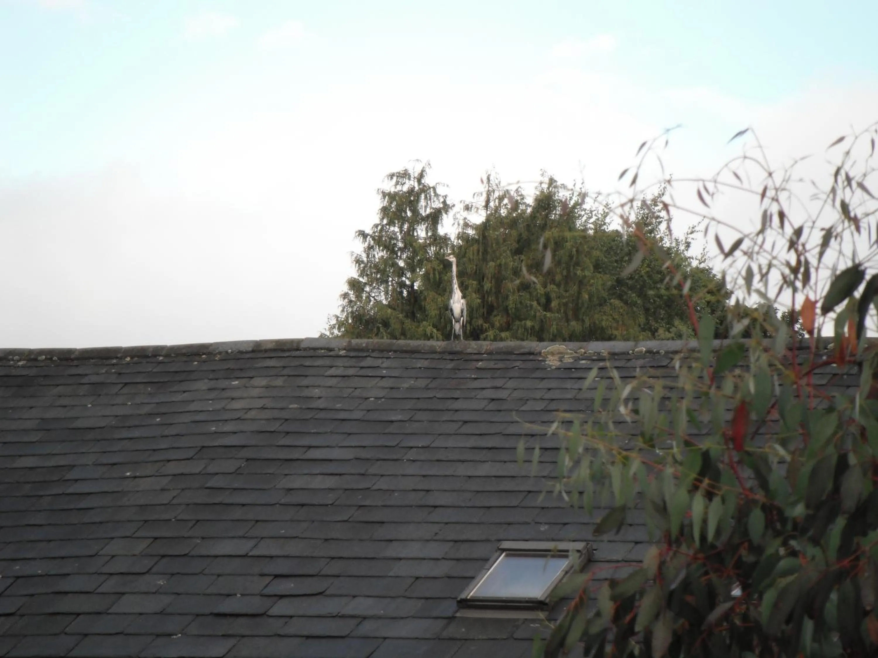 Day, Property Building in Laurel Cottage