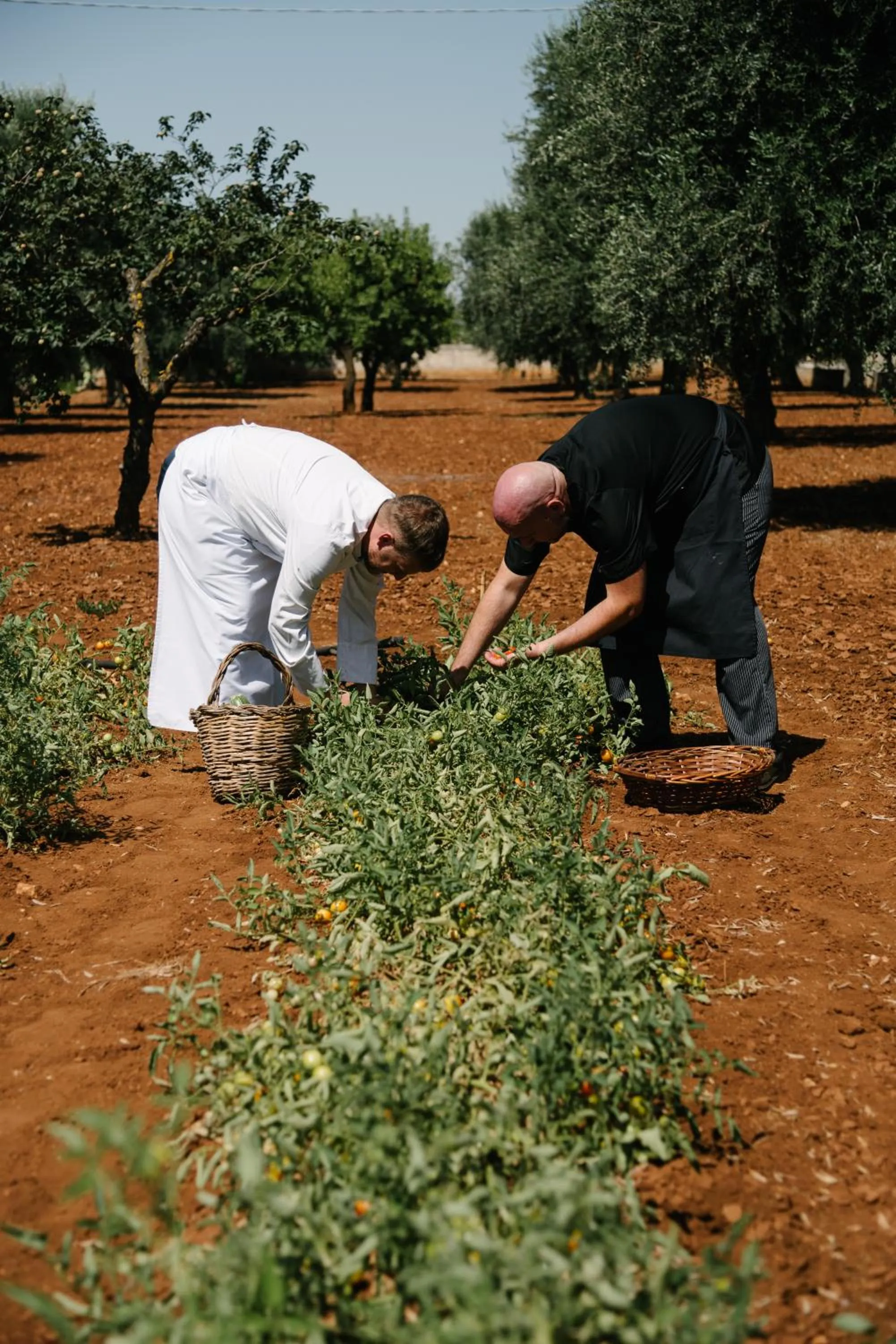 Restaurant/places to eat in Masseria Le Lamie