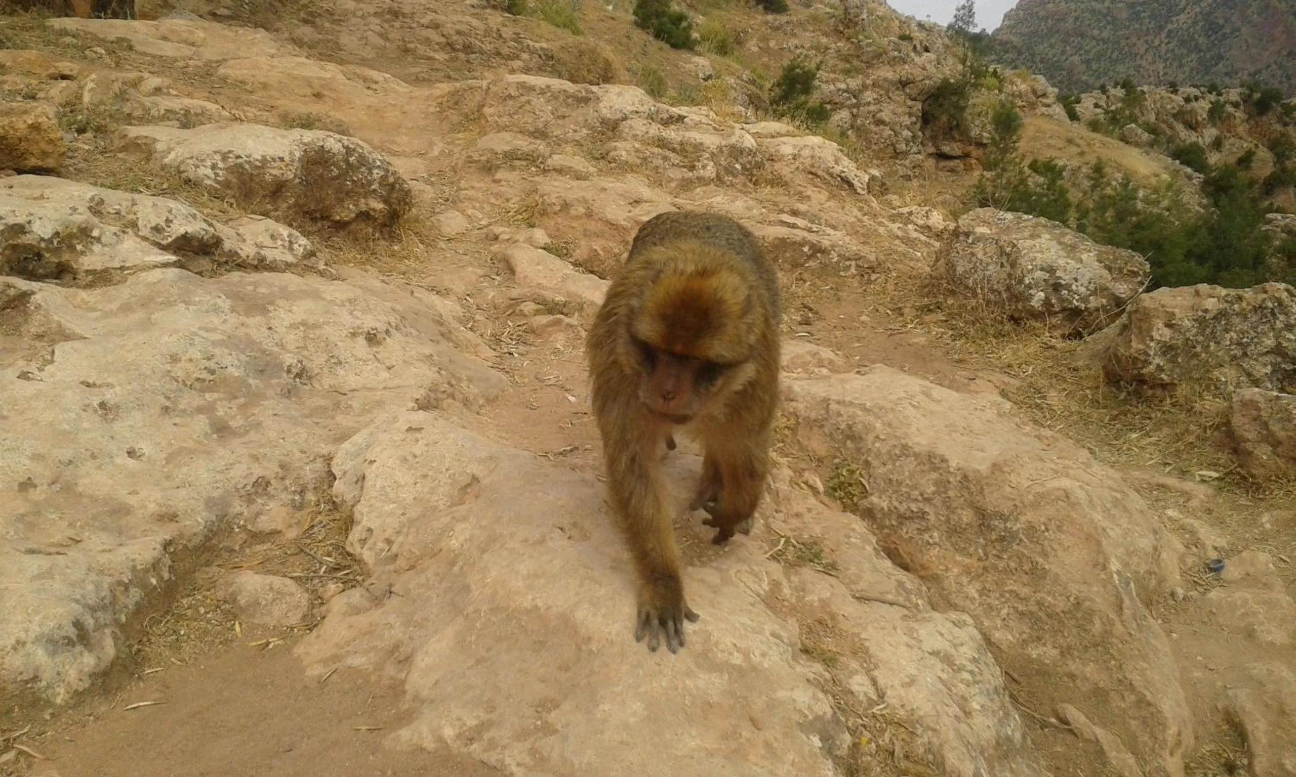Area and facilities in Riad Cascades d'Ouzoud