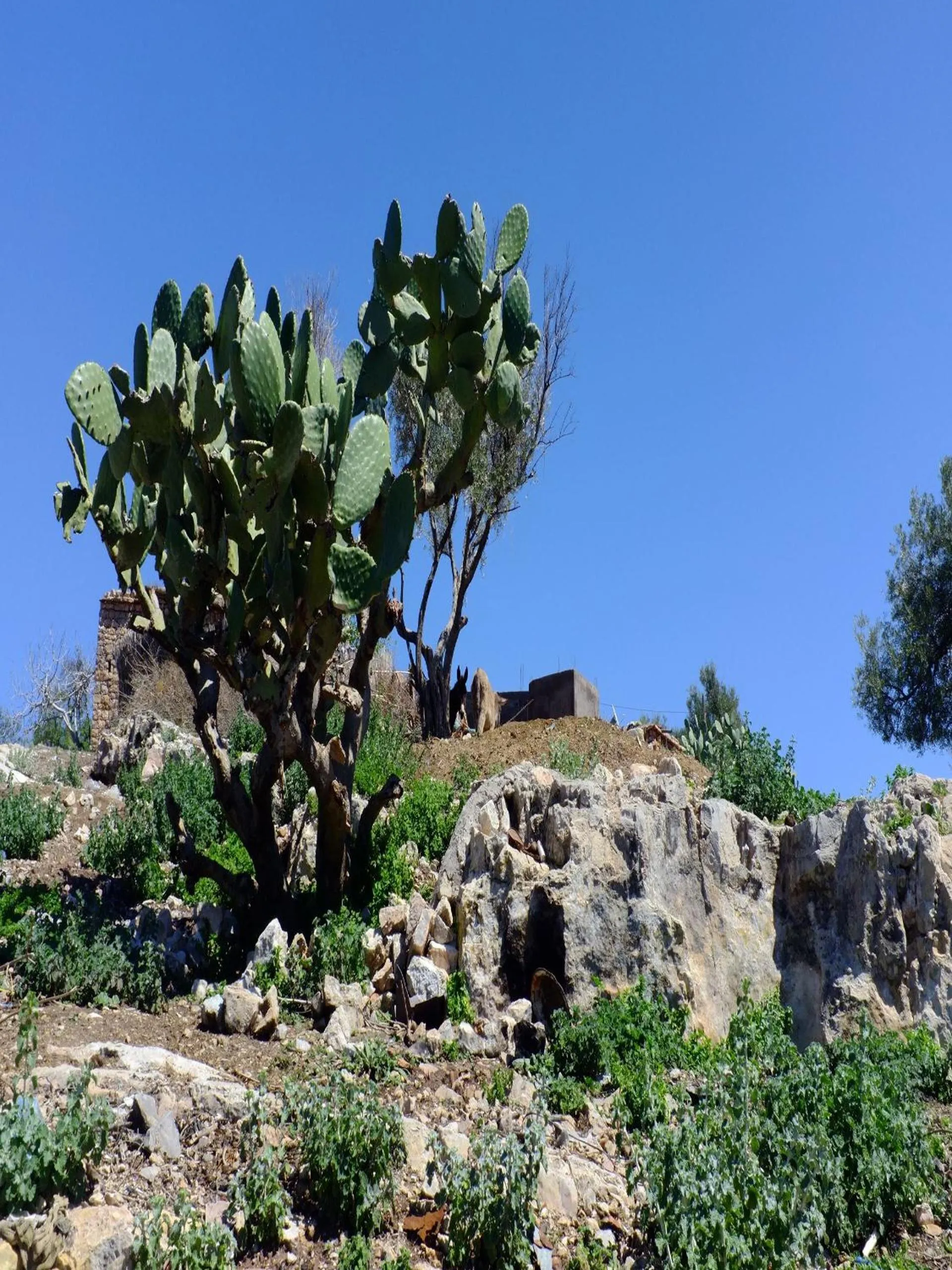 Day in Riad Cascades d'Ouzoud