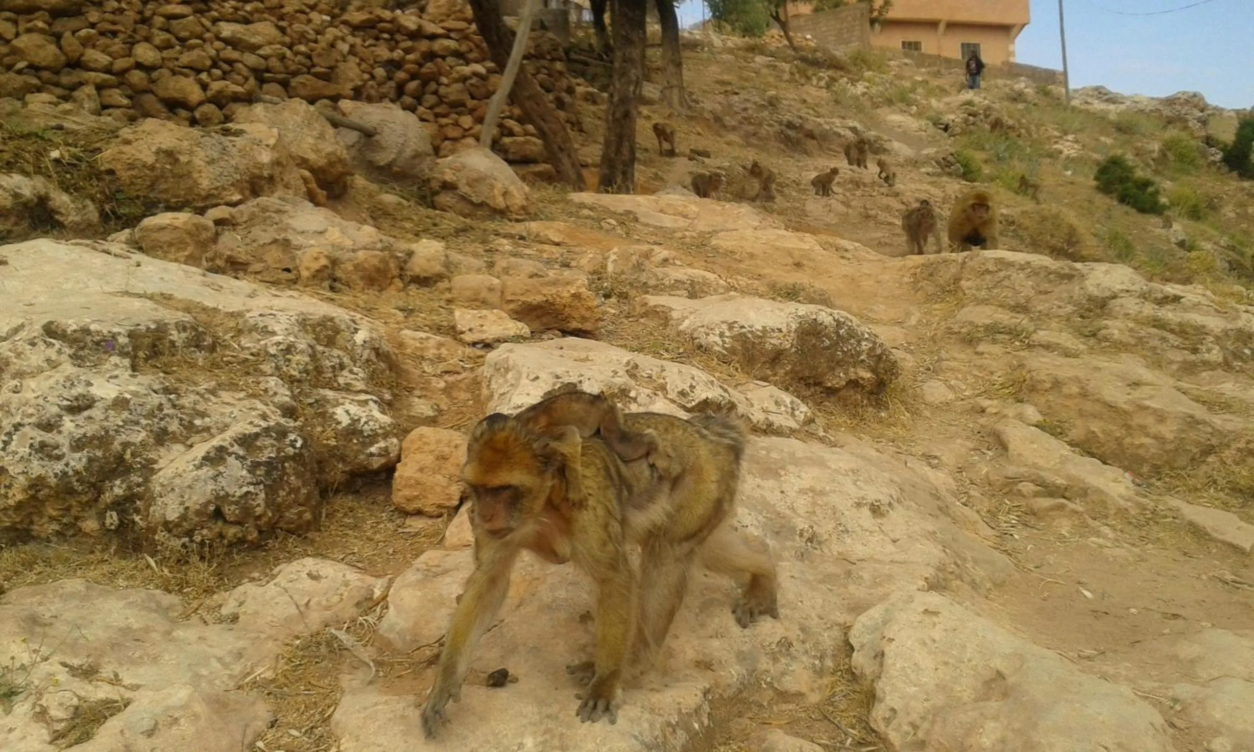 Area and facilities in Riad Cascades d'Ouzoud