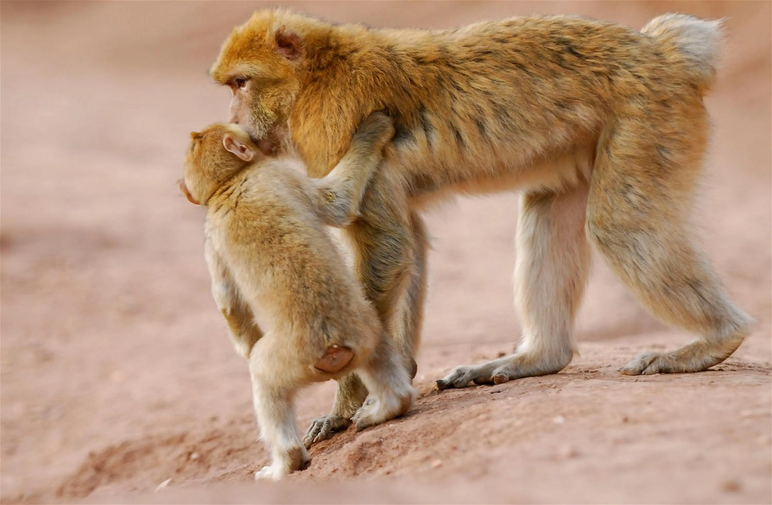 Other in Riad Cascades d'Ouzoud