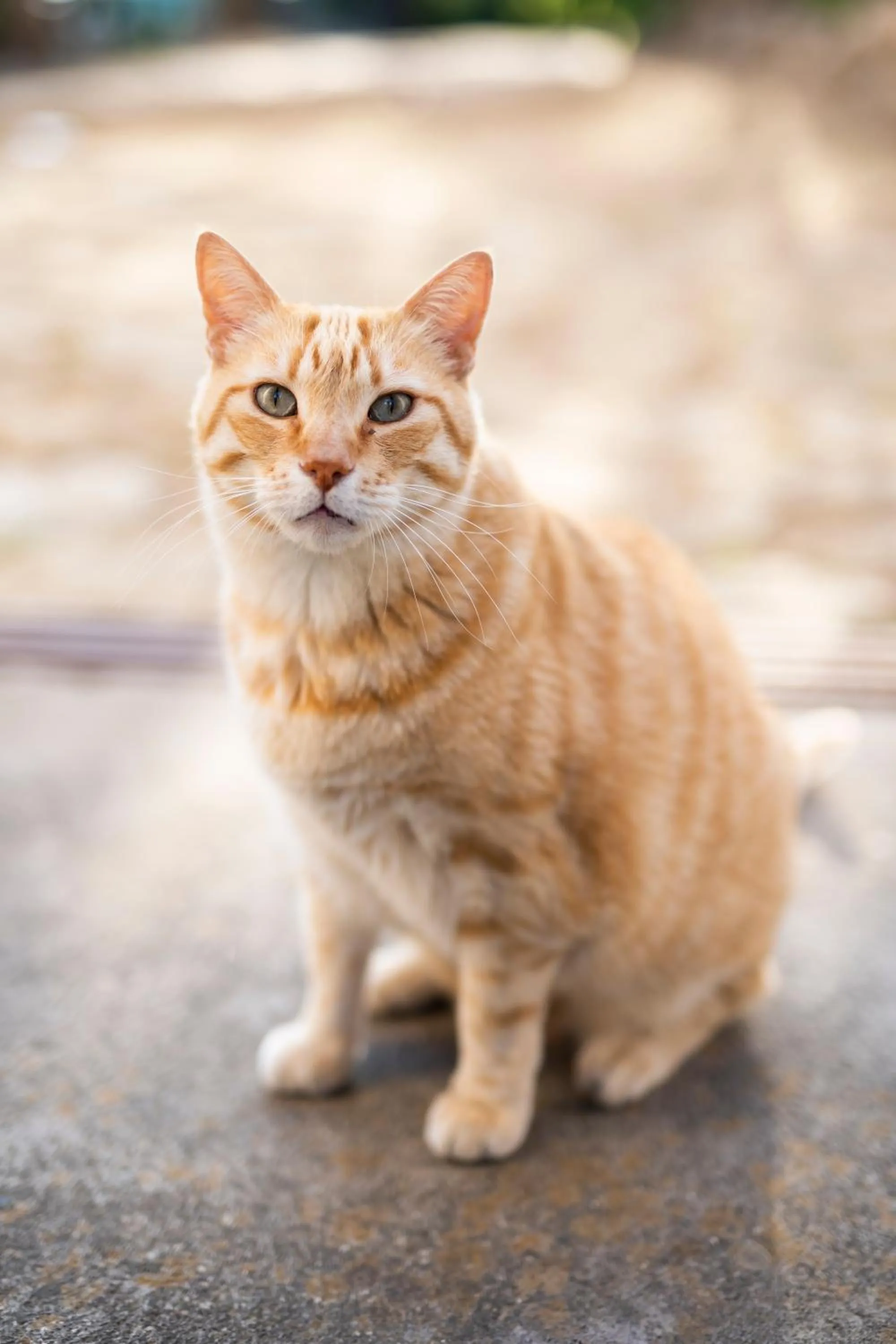 Garden in Villa il Turro