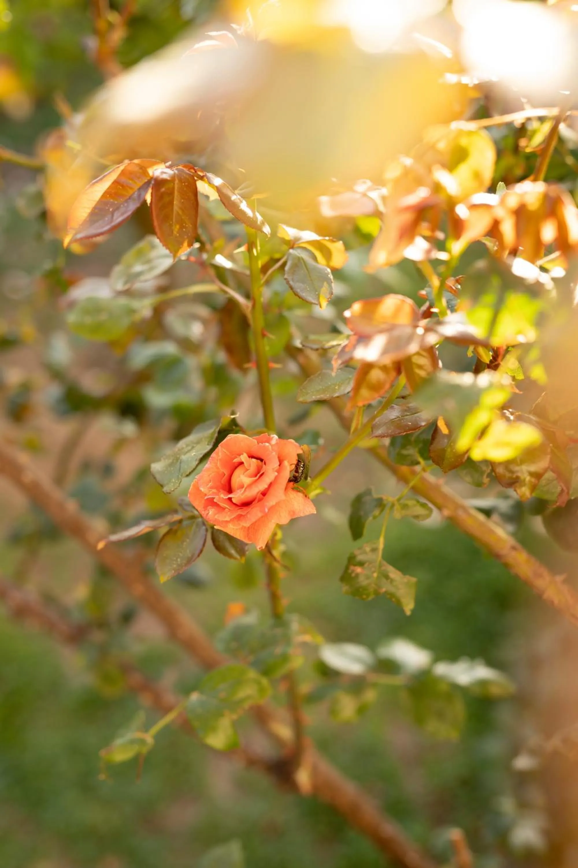 Garden in Villa il Turro