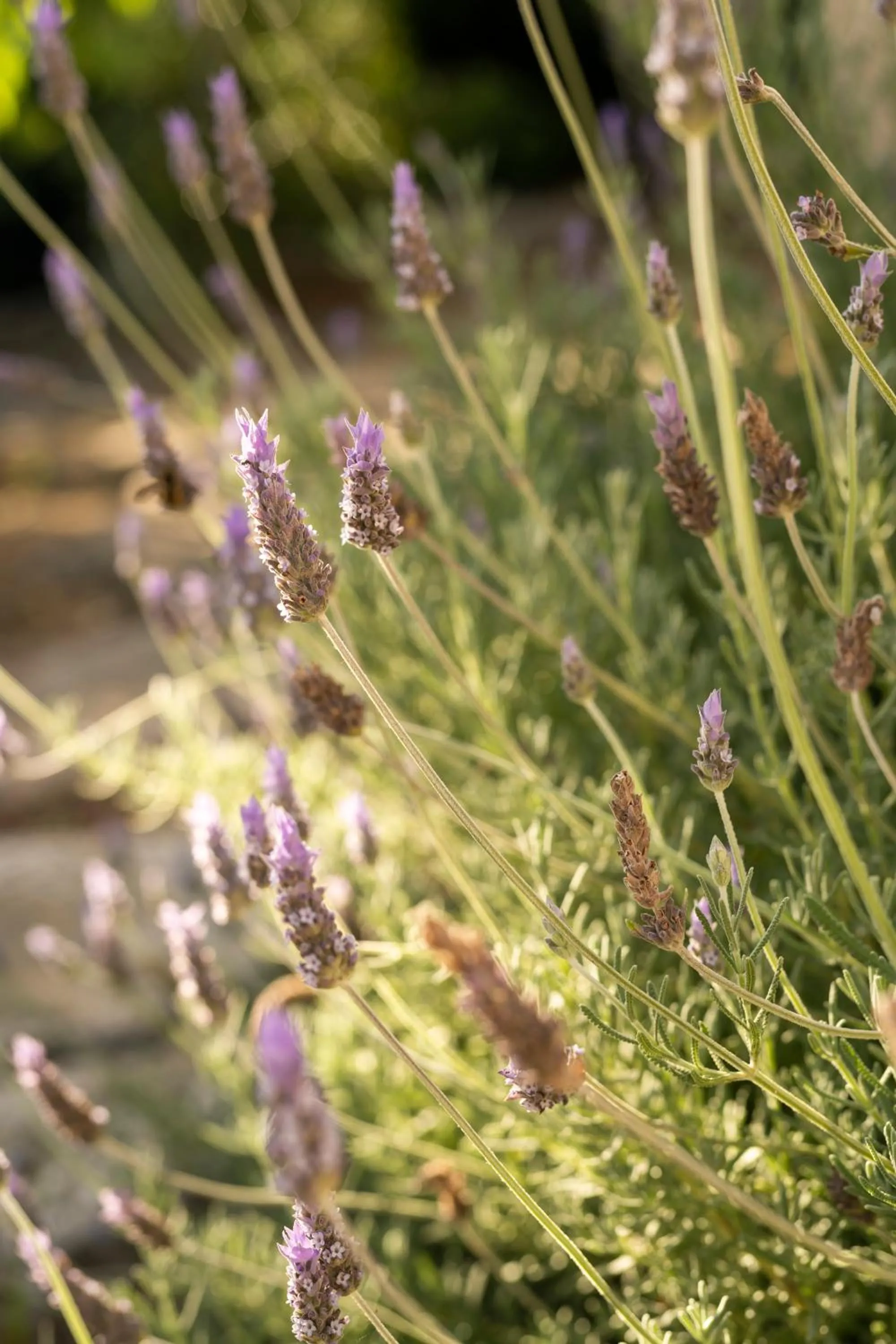 Natural landscape in Villa il Turro