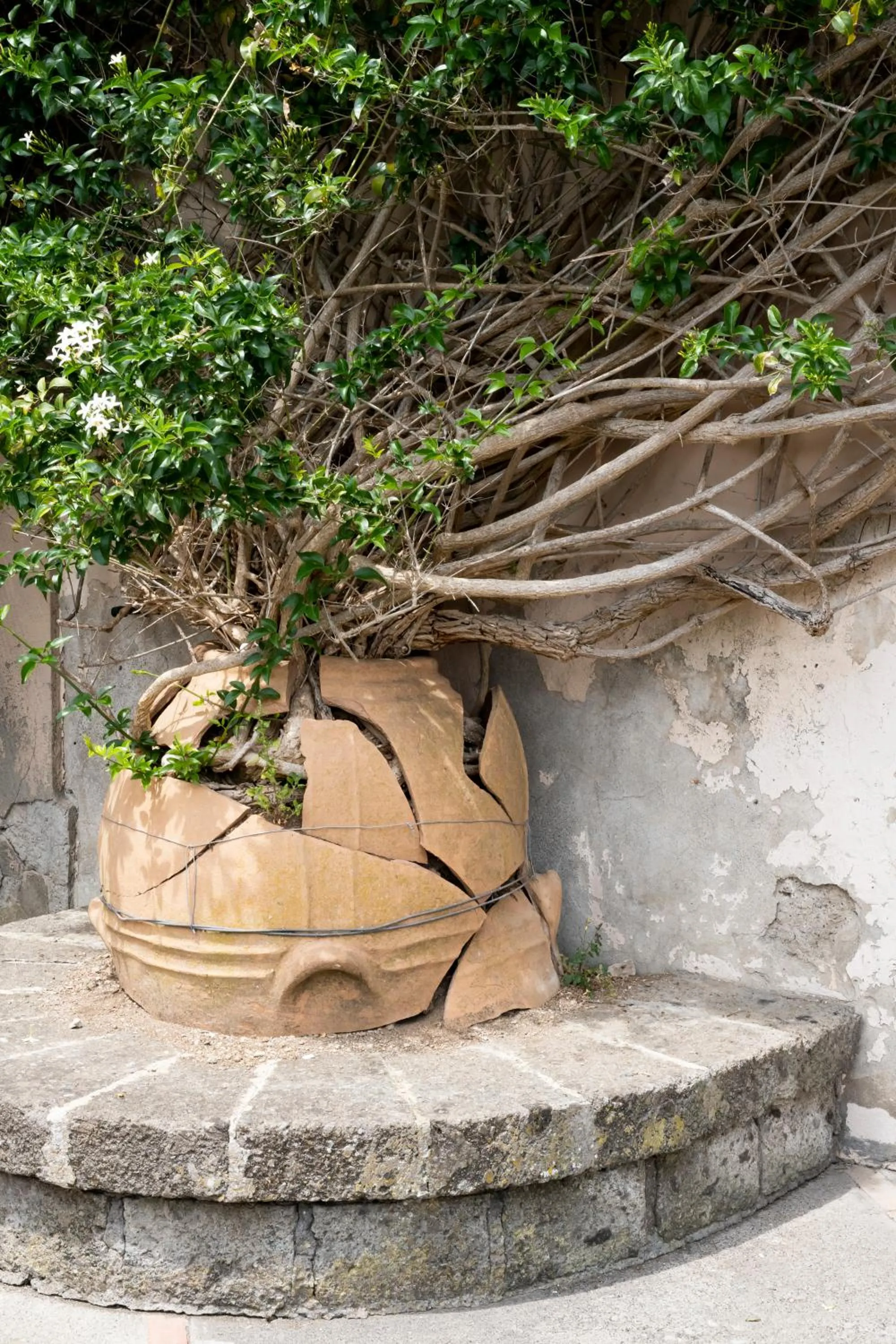 Garden in Villa il Turro