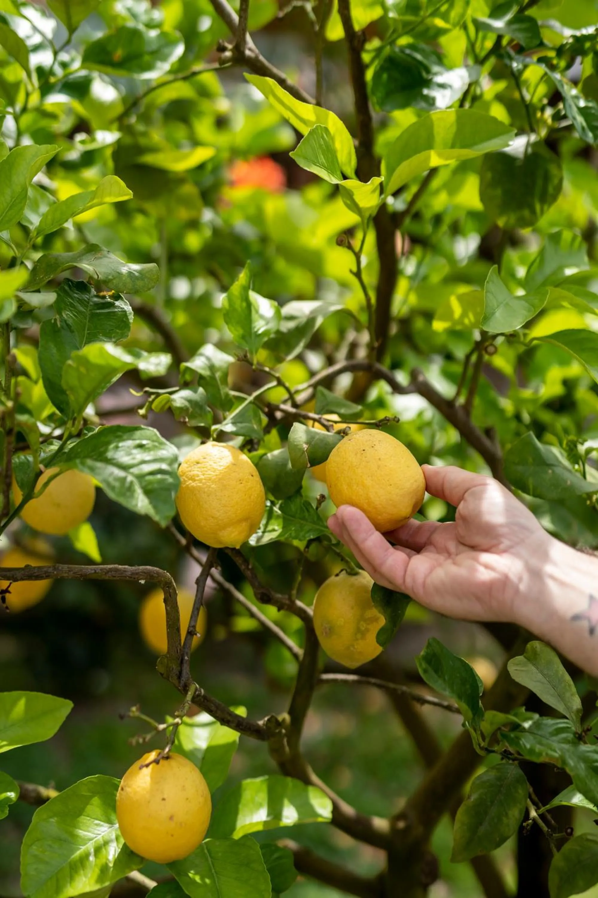 Day in Villa il Turro