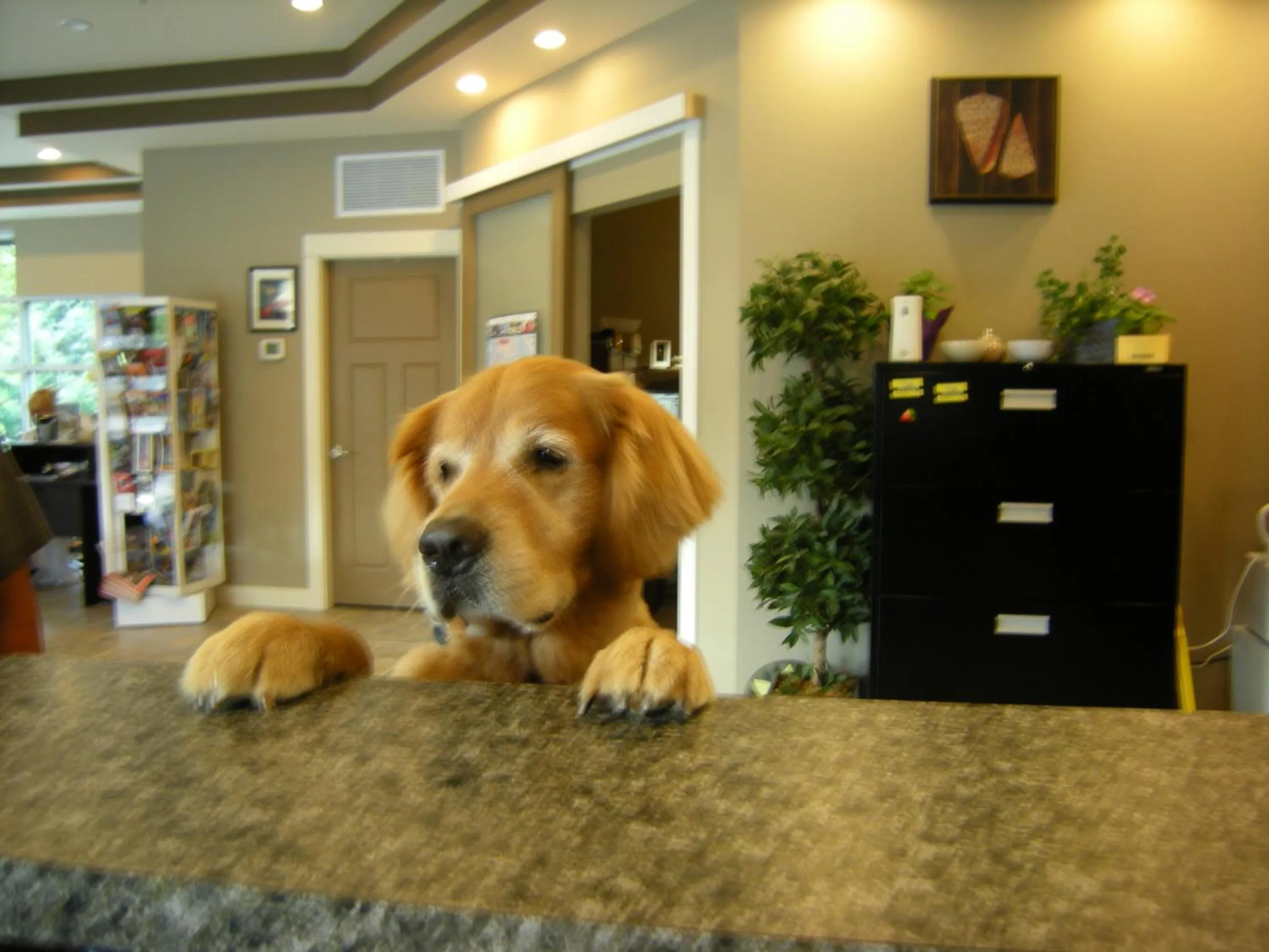 Pets in Oceanside Village Resort