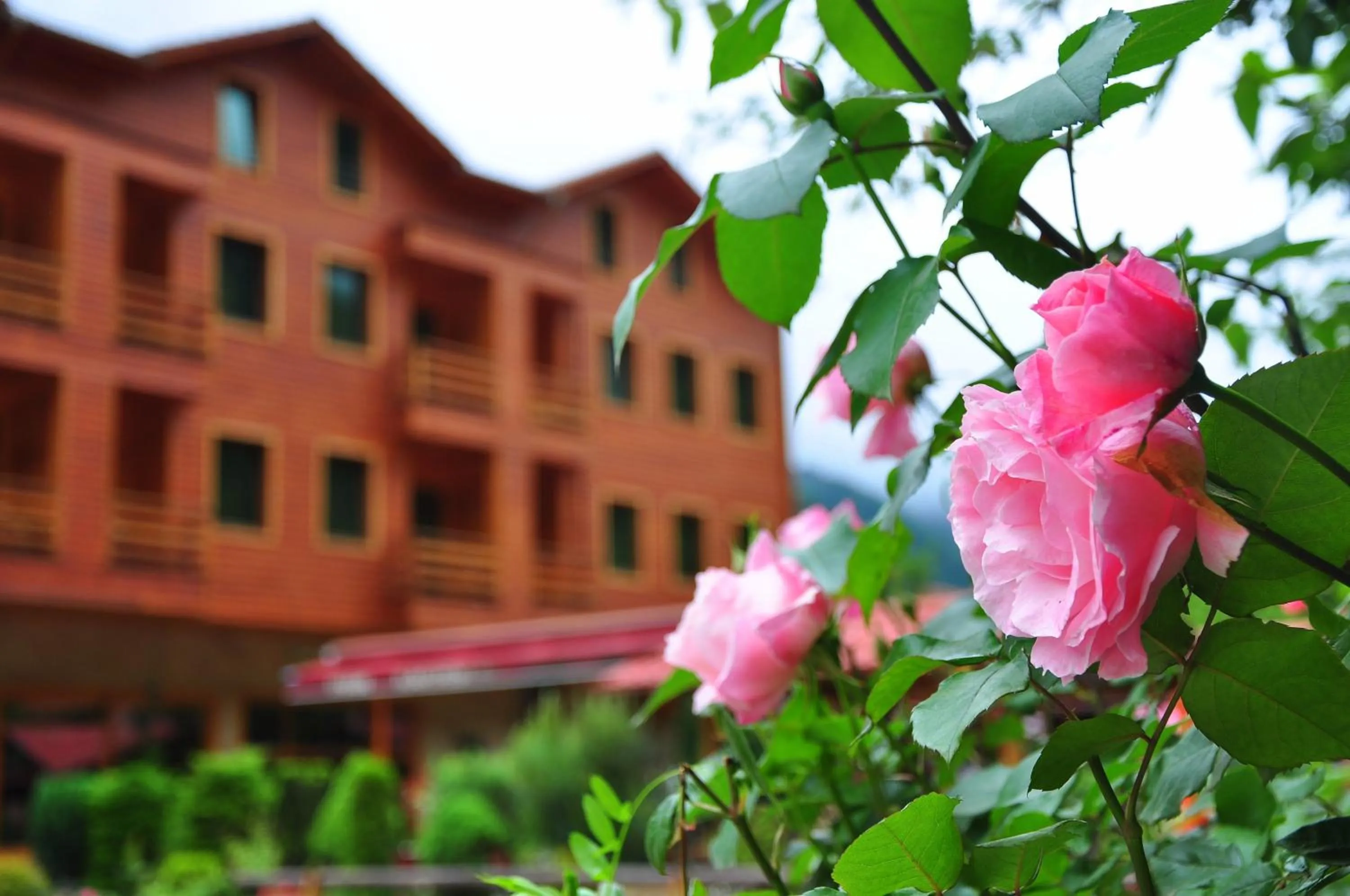 Garden view in Inan Kardesler Hotel