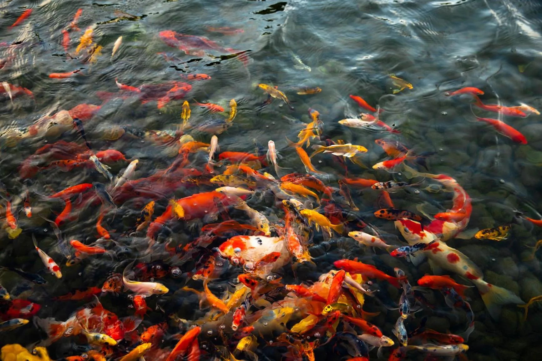 Natural landscape in InterContinental Shanghai Harbour City by IHG