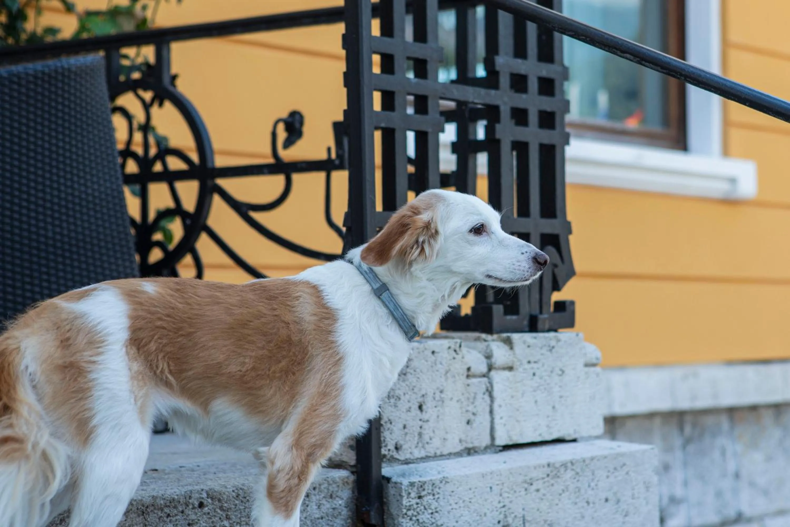 Animals in Hotel Villa Imperina