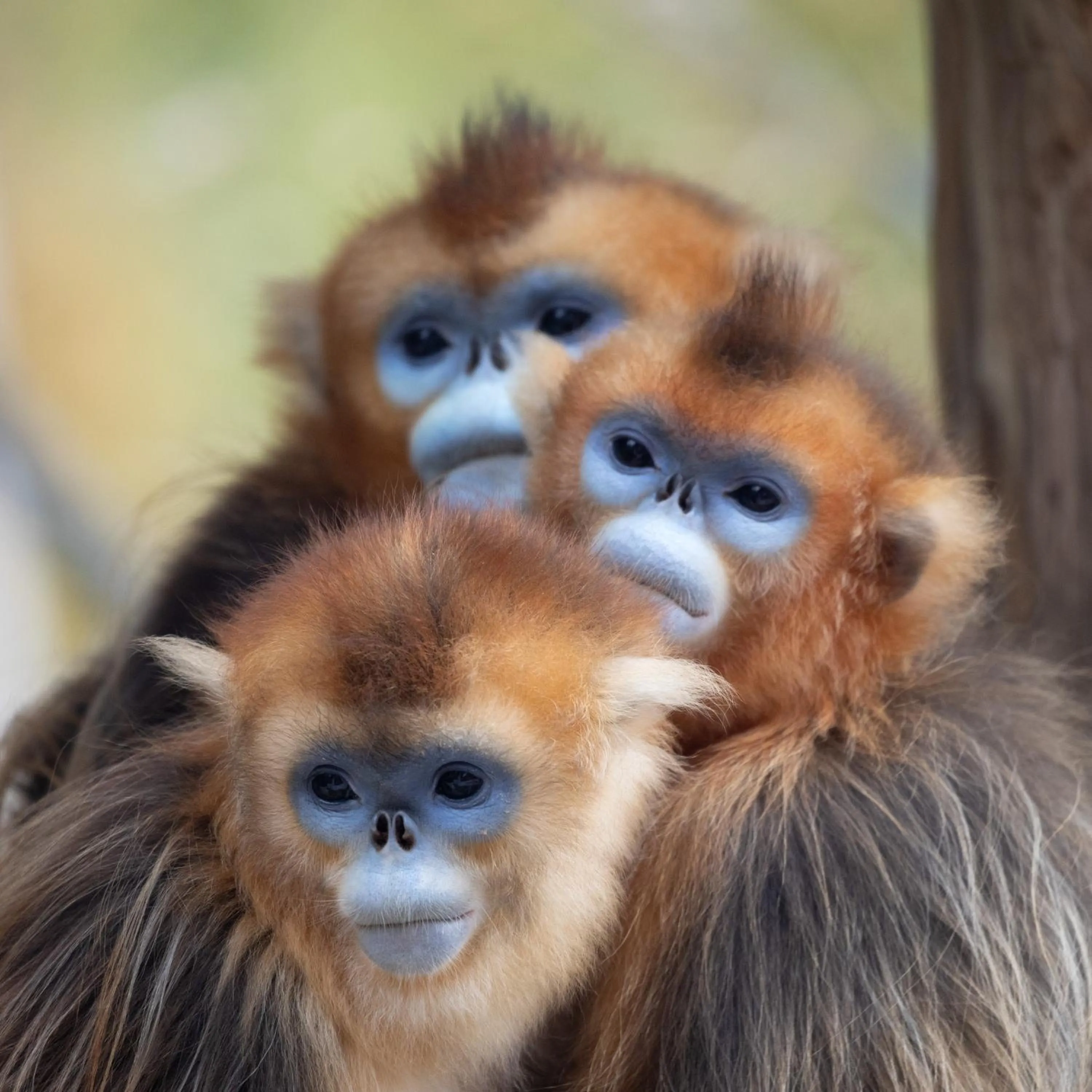 Grand Hôtel Saint-Aignan