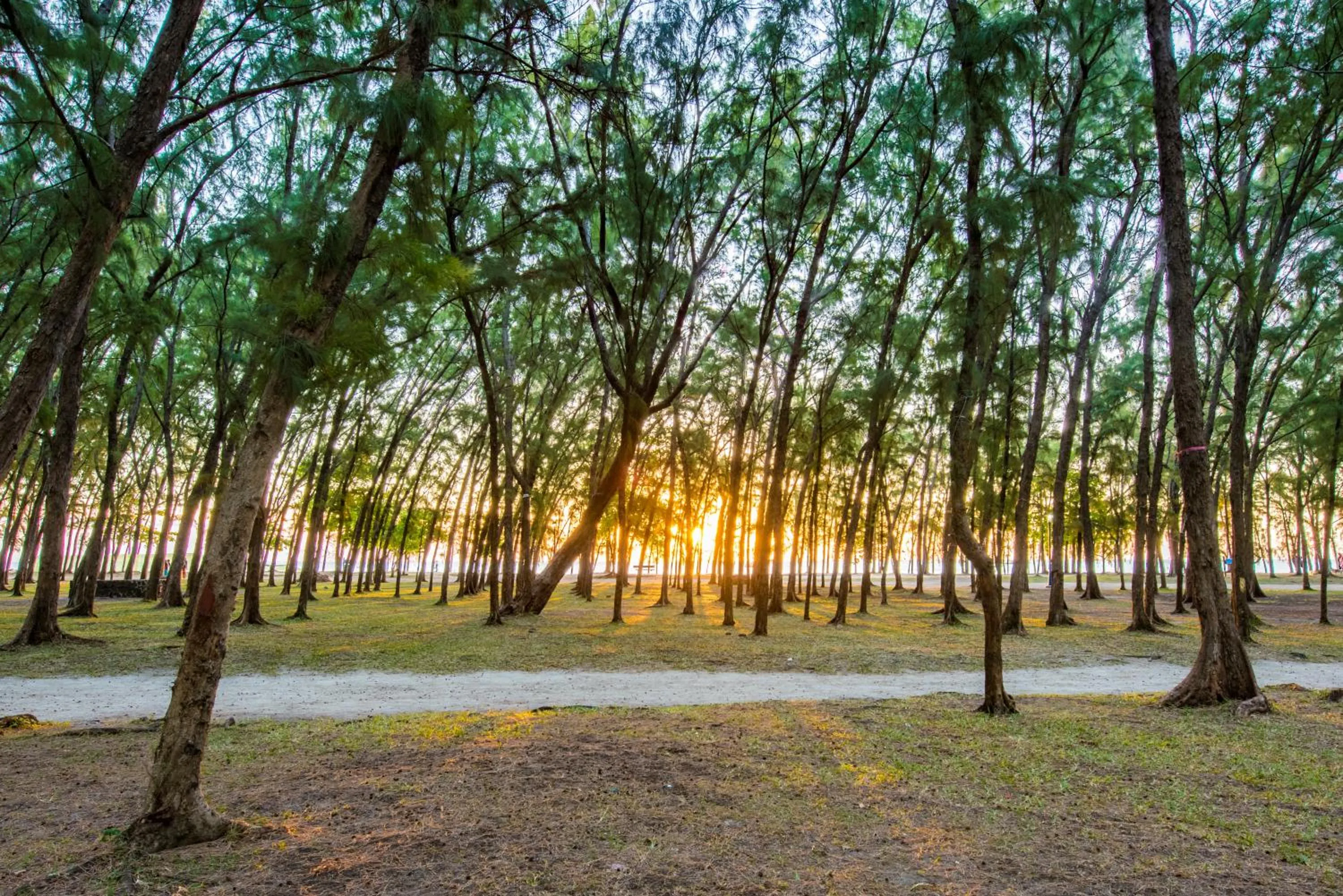 Beach in Mon Choisy Beach R.