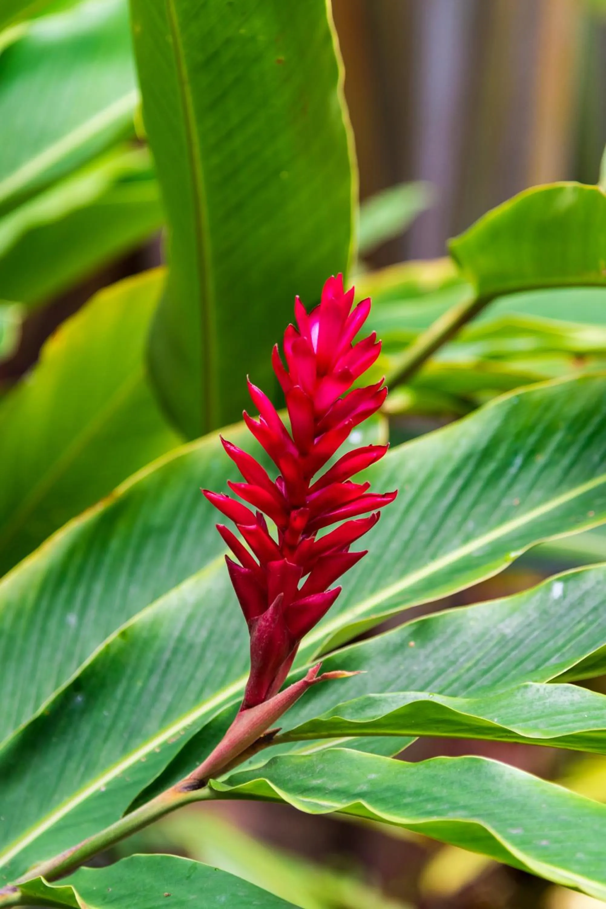 Other in Mon Choisy Beach R.