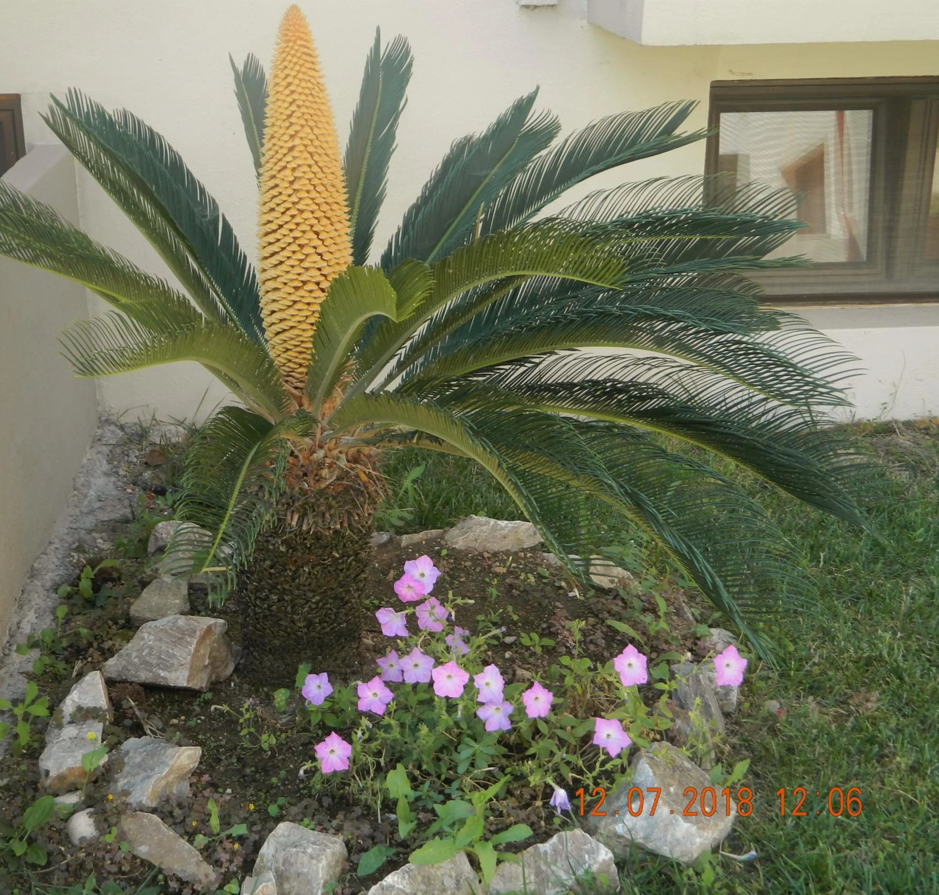 Garden in Amari Hotel