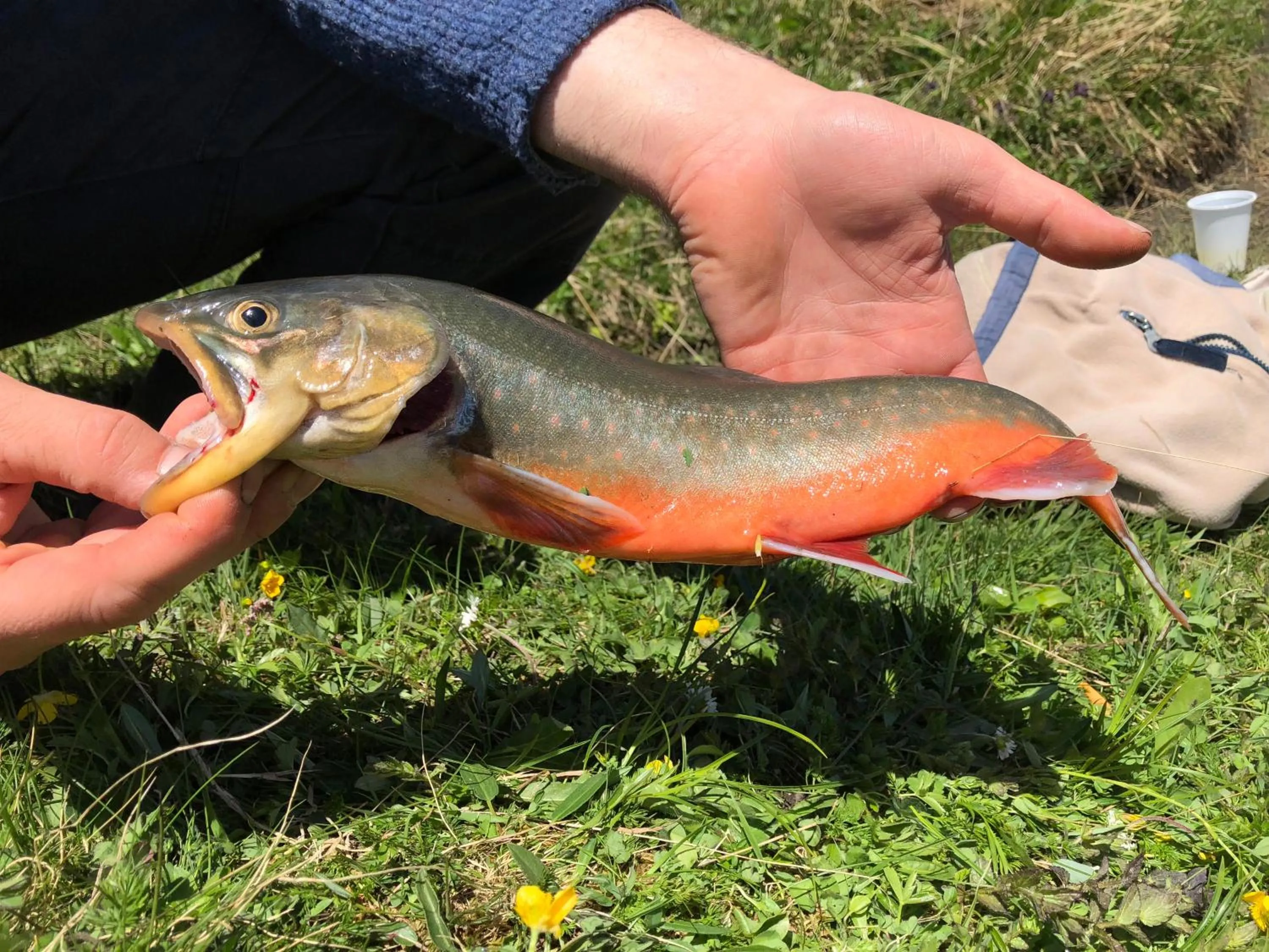 Fishing in Hotel Edelweiss