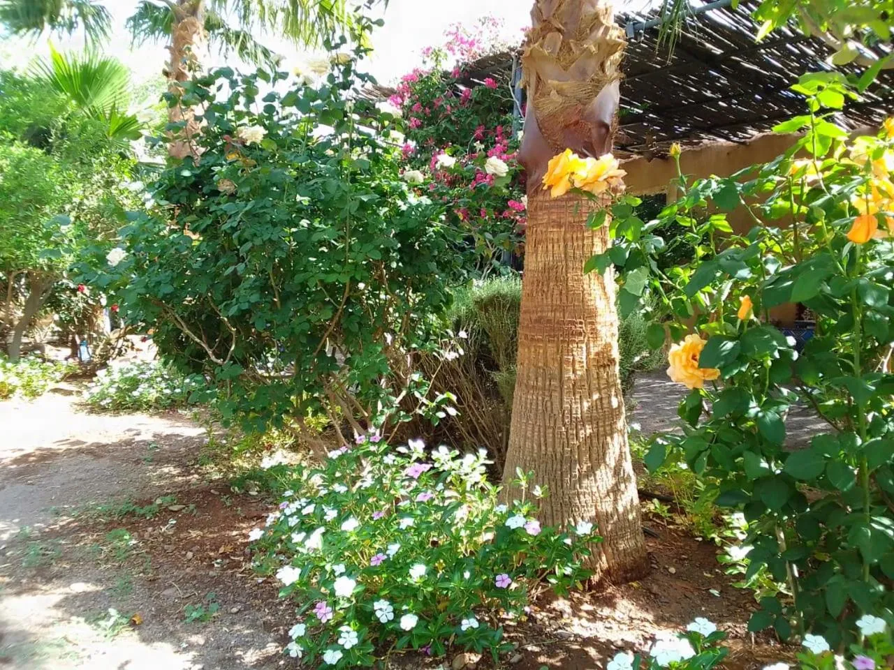 Garden view in Kasbah Auberge Bassou