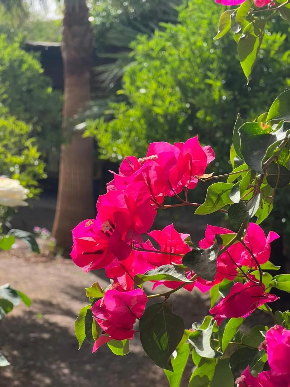 Kasbah Auberge Bassou