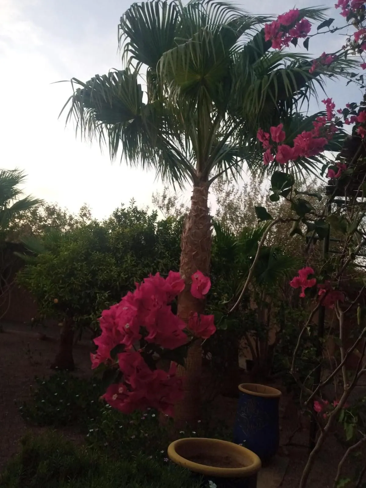 Garden in Kasbah Auberge Bassou