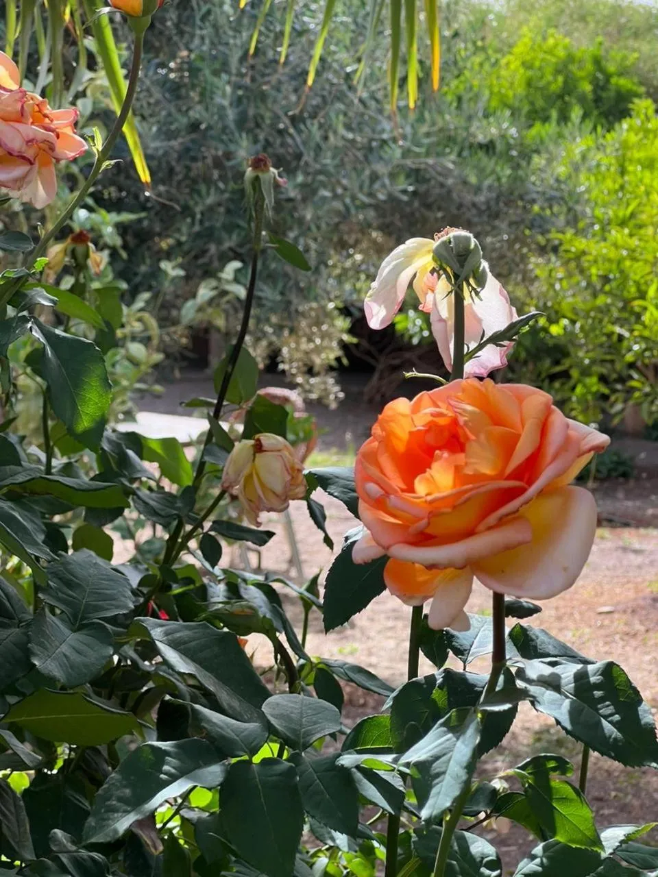 Garden in Kasbah Auberge Bassou