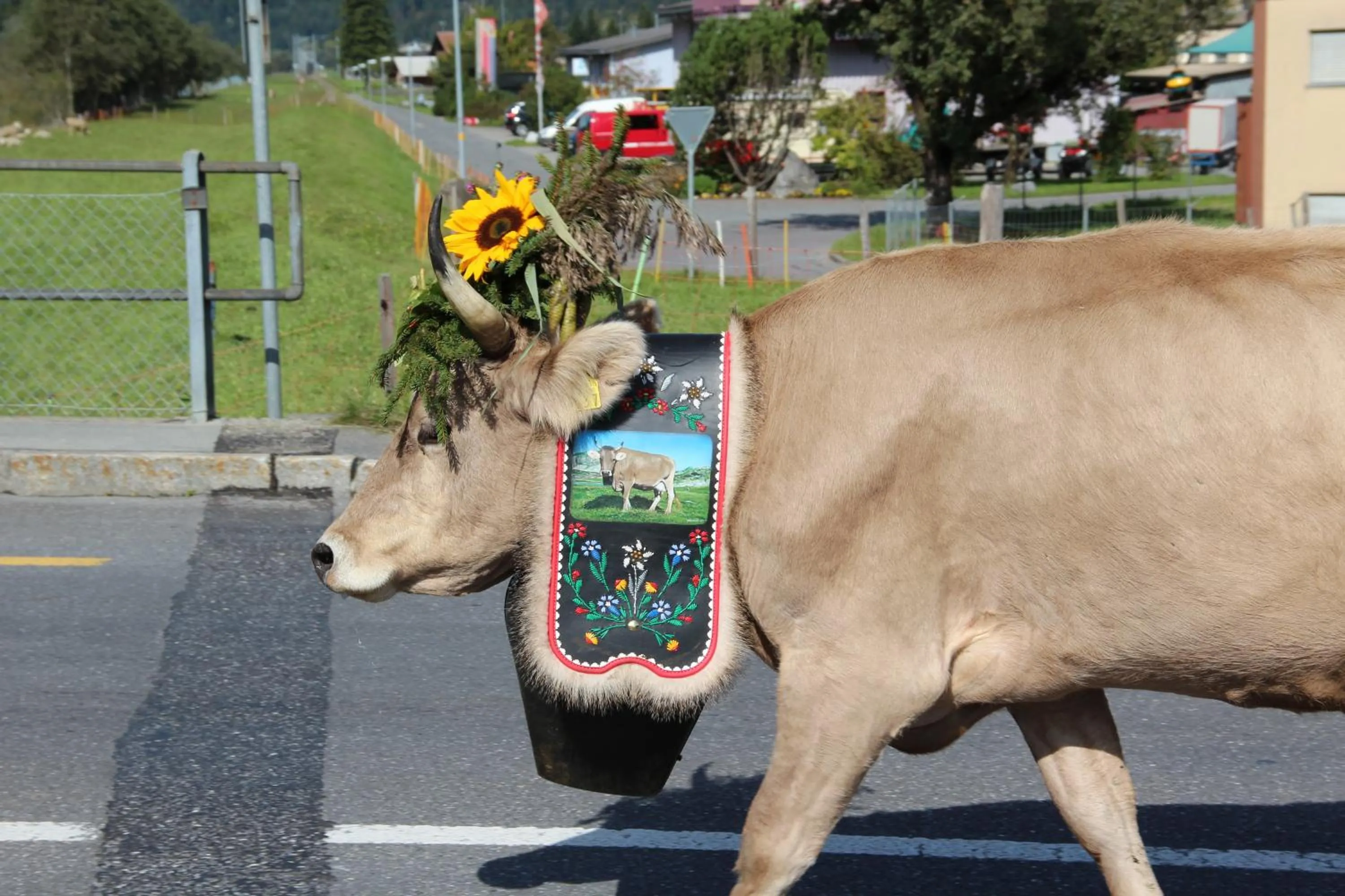 Animals in Hotel-Restaurant Alpina