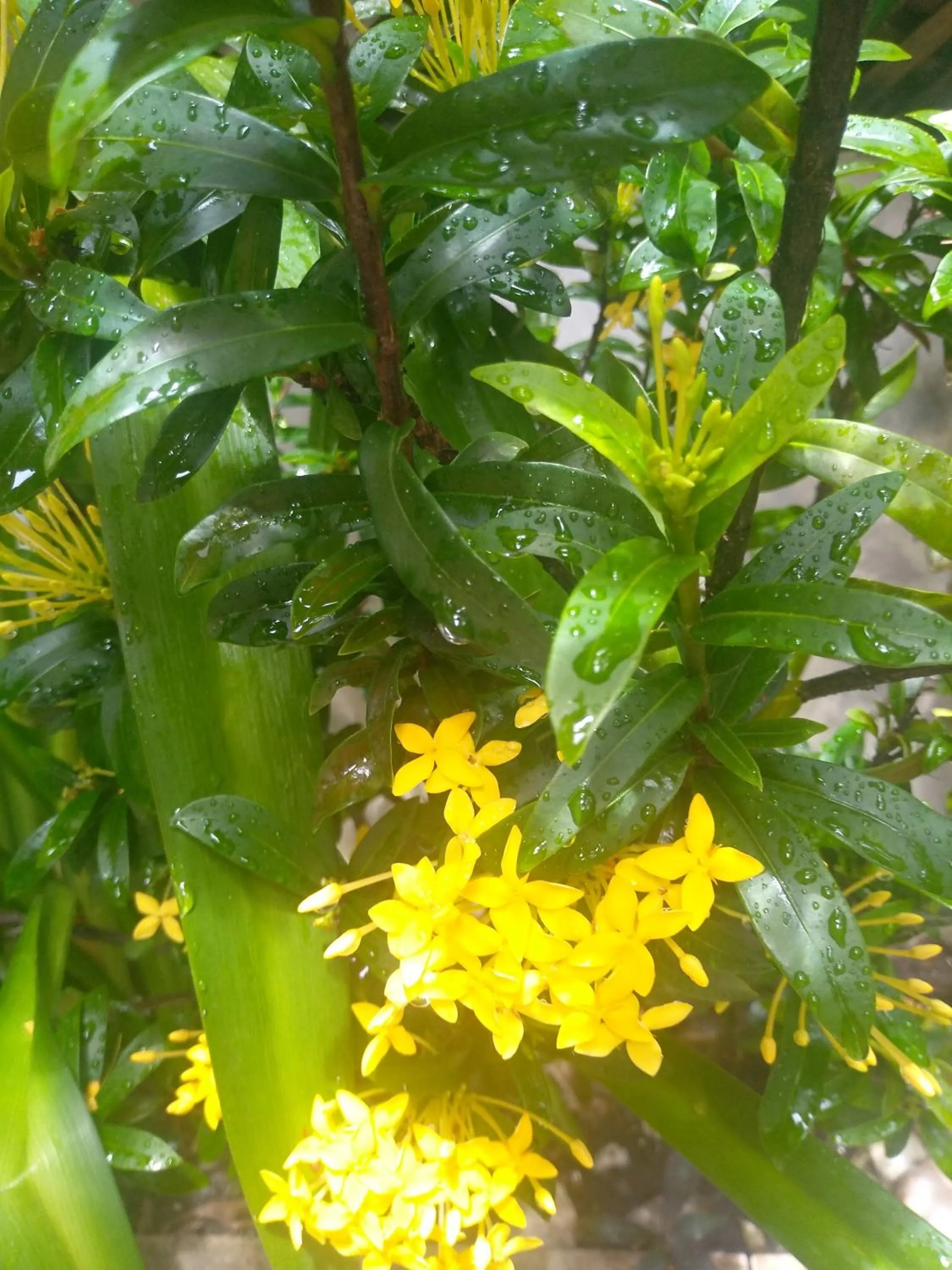 Pousada Betel - Moradas Familia Betel