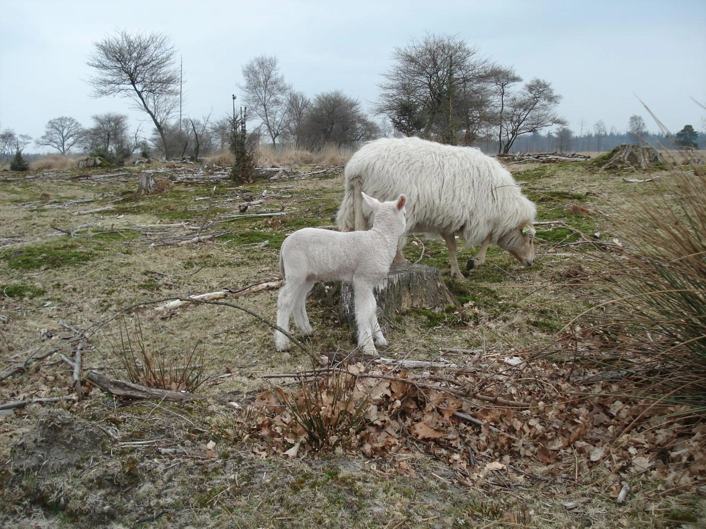 Animals in B&B De Eikenhorst