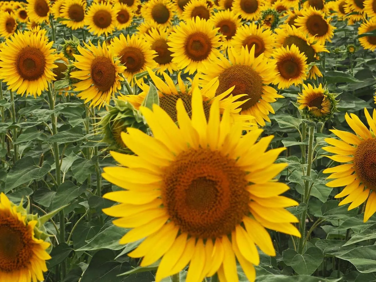 Area and facilities in Le Cerisier