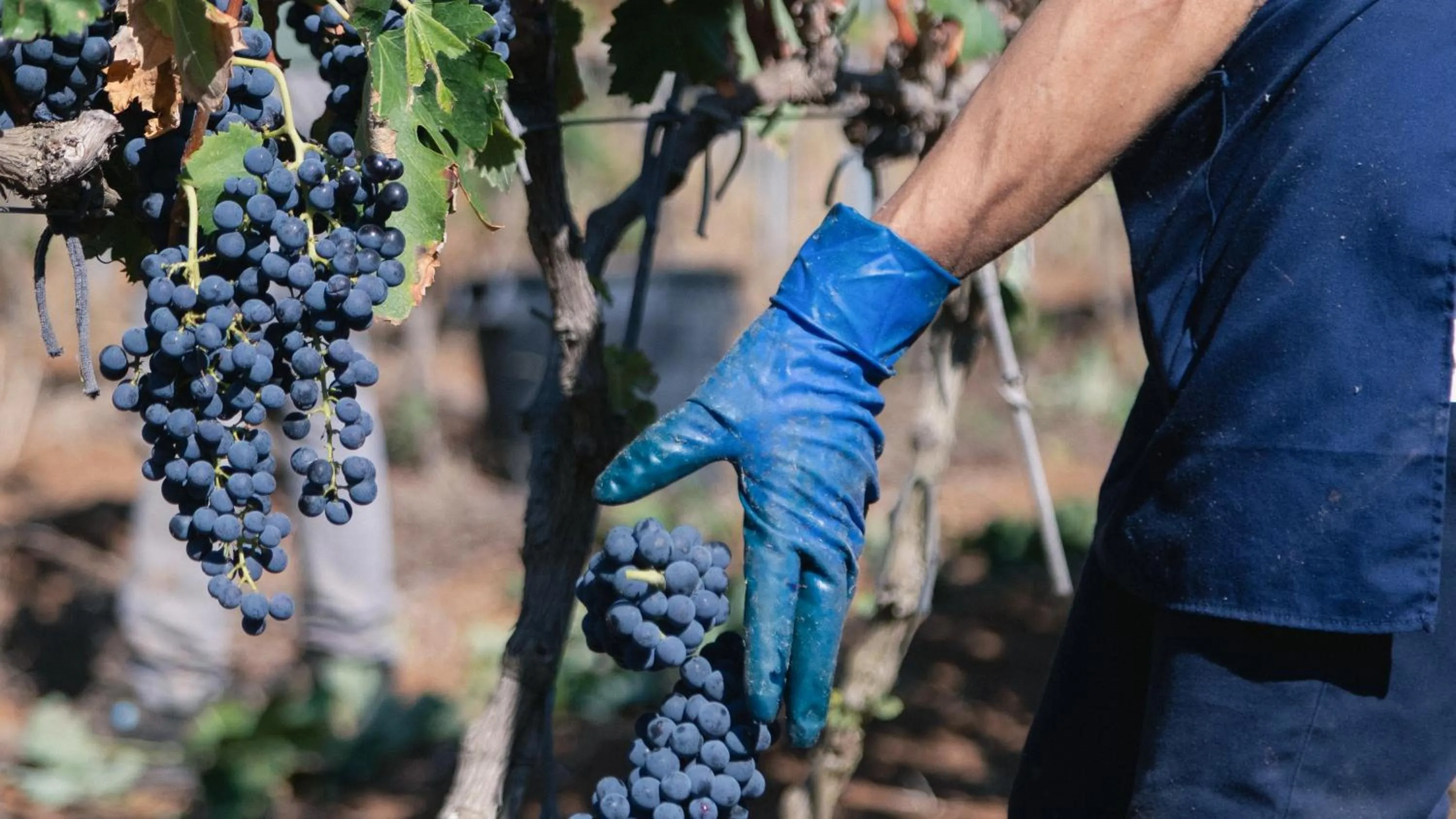 Activities in Tenuta Doxi