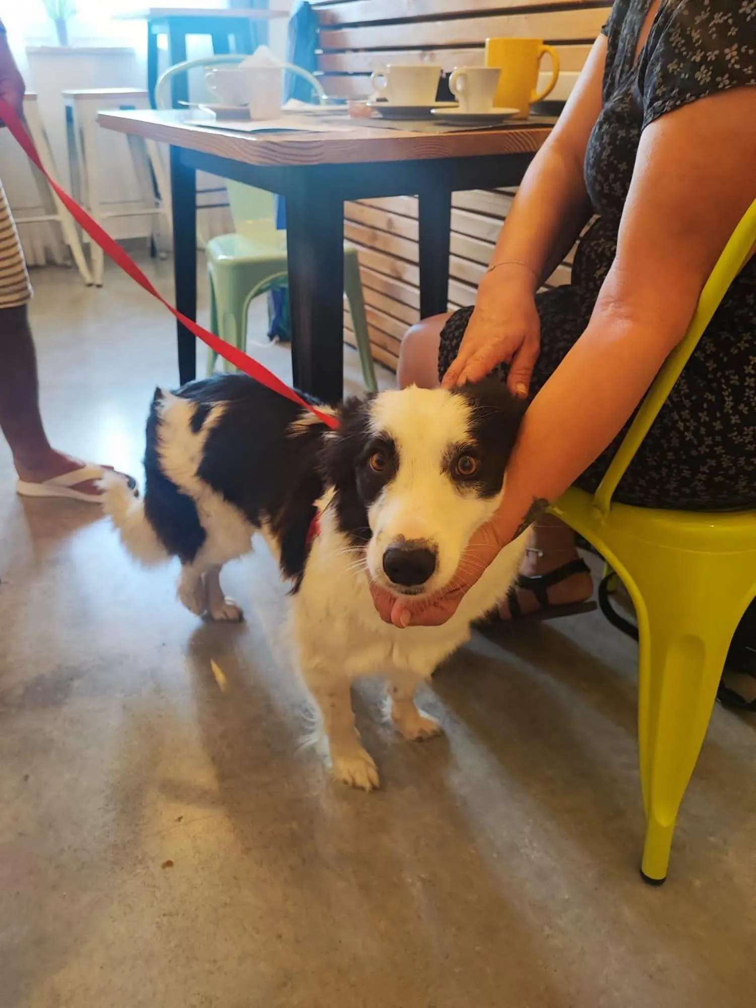 pet friendly in Al Faro Bianco B&B e Residence con parcheggio