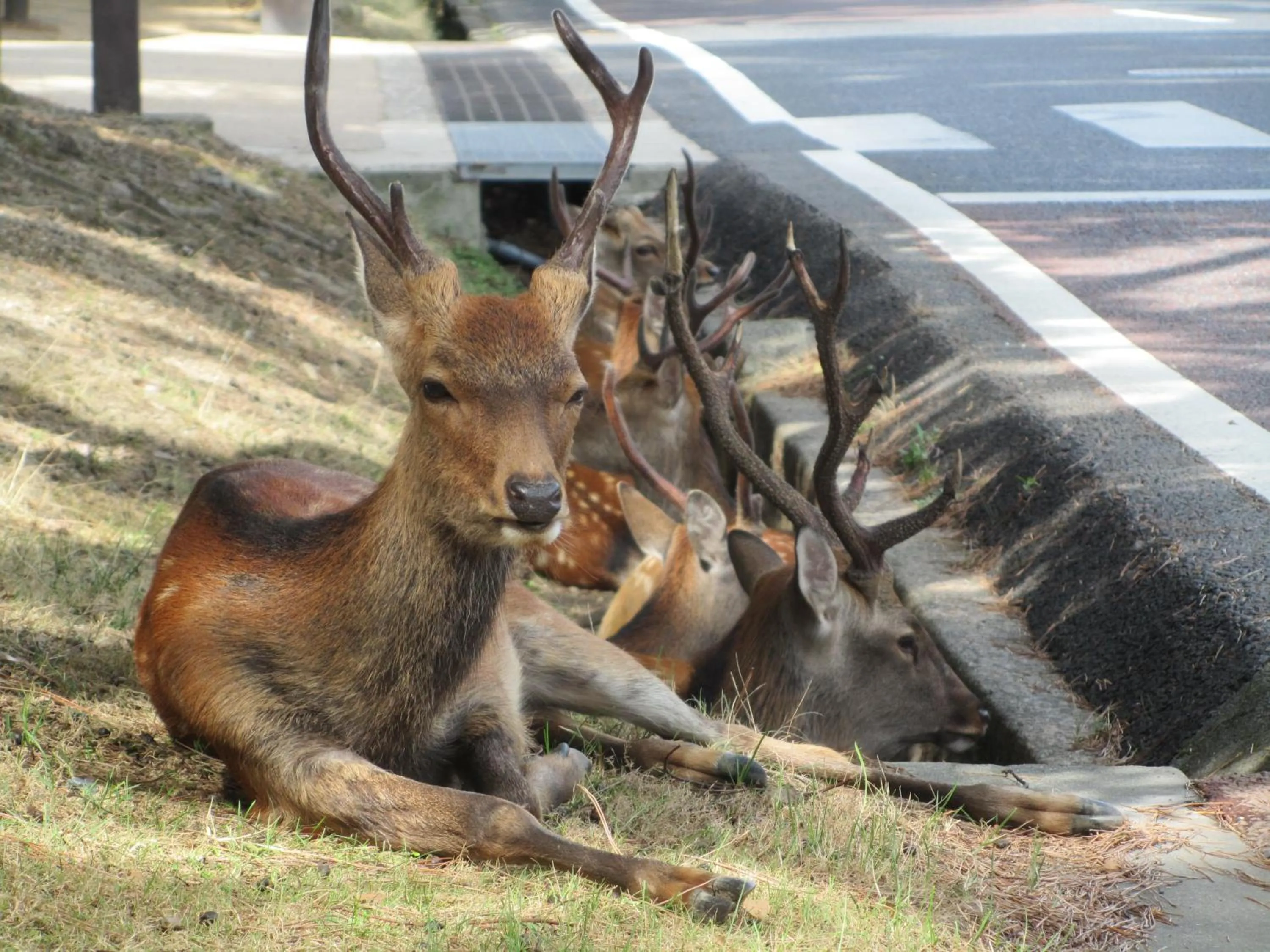 Nearby landmark in Hotel Hanakomichi