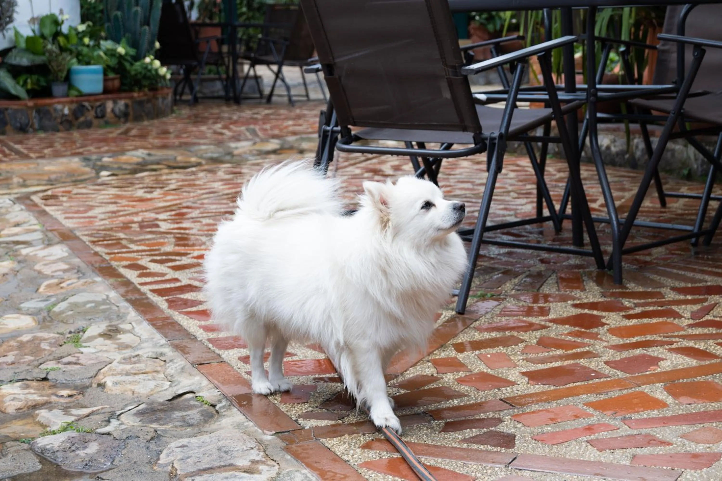 Pets in Hotel Beth Sarim